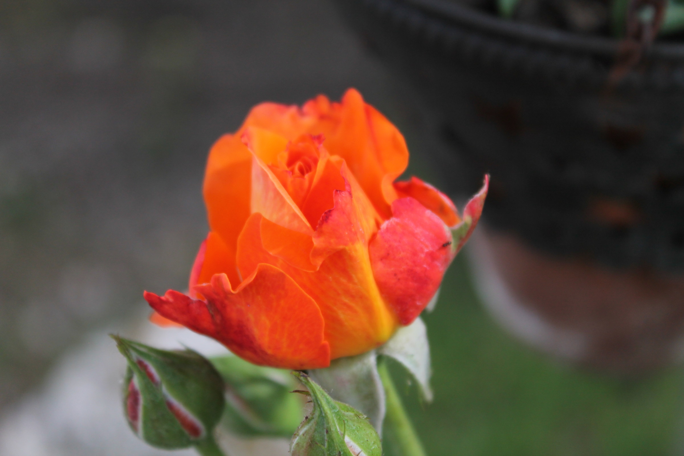 Orange Rose