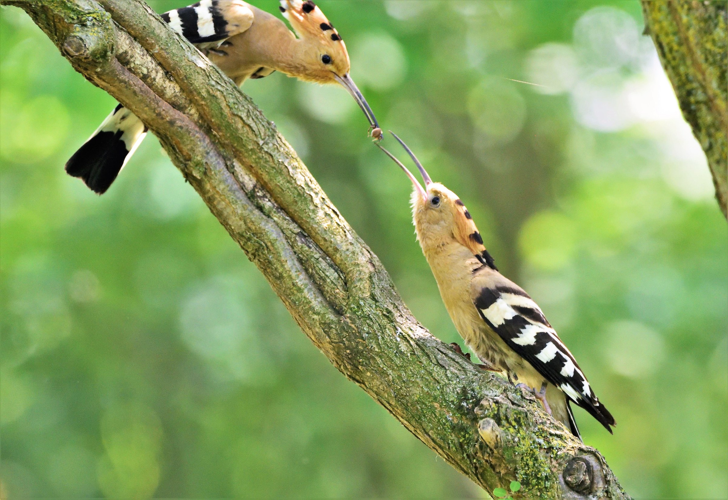 The male yields the food to the female for the small