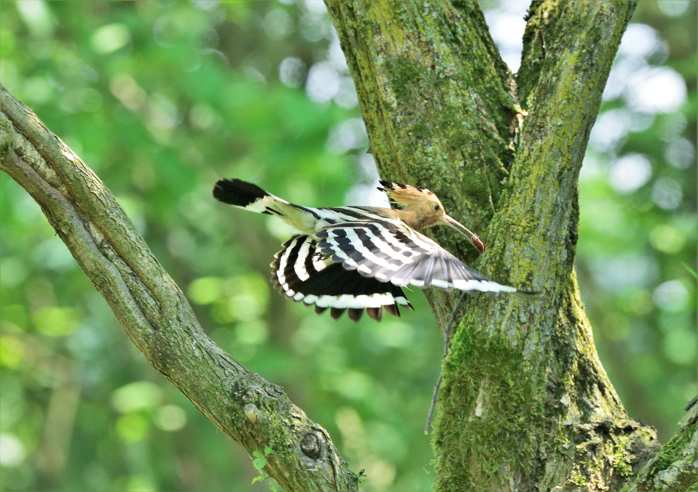 Hoopoe