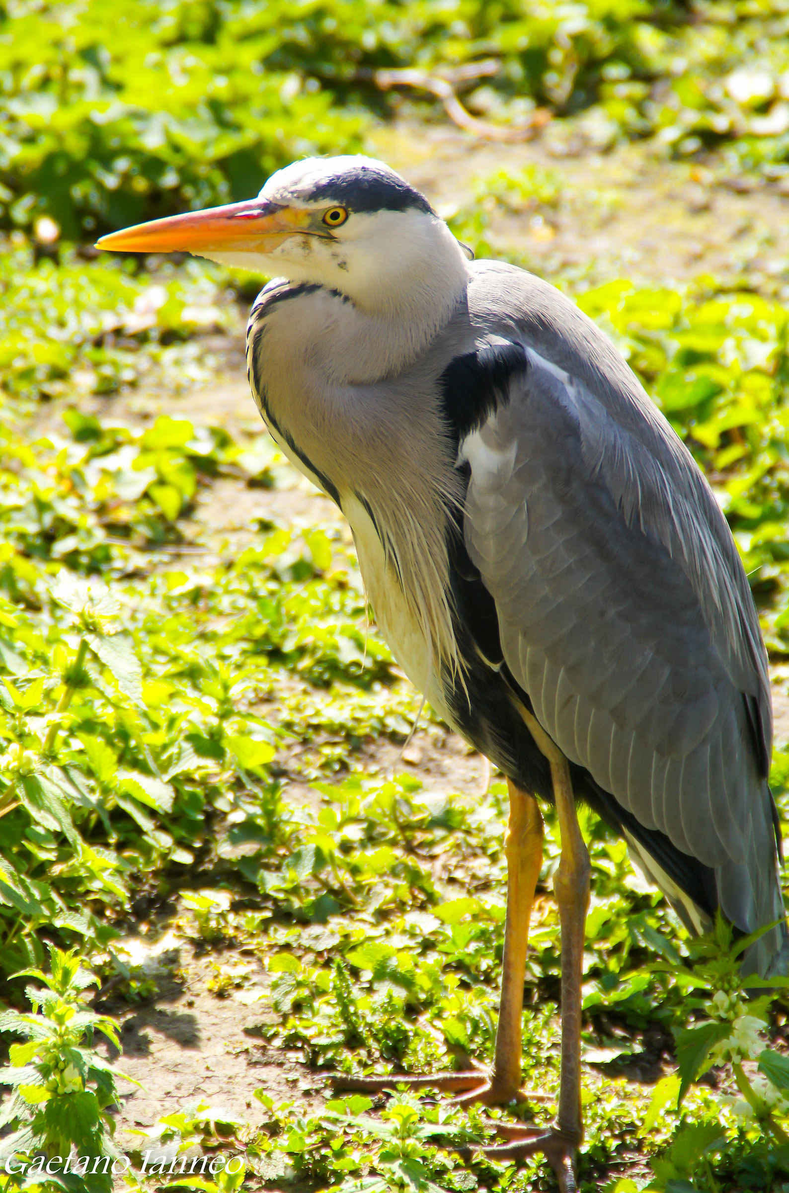 Grey Heron