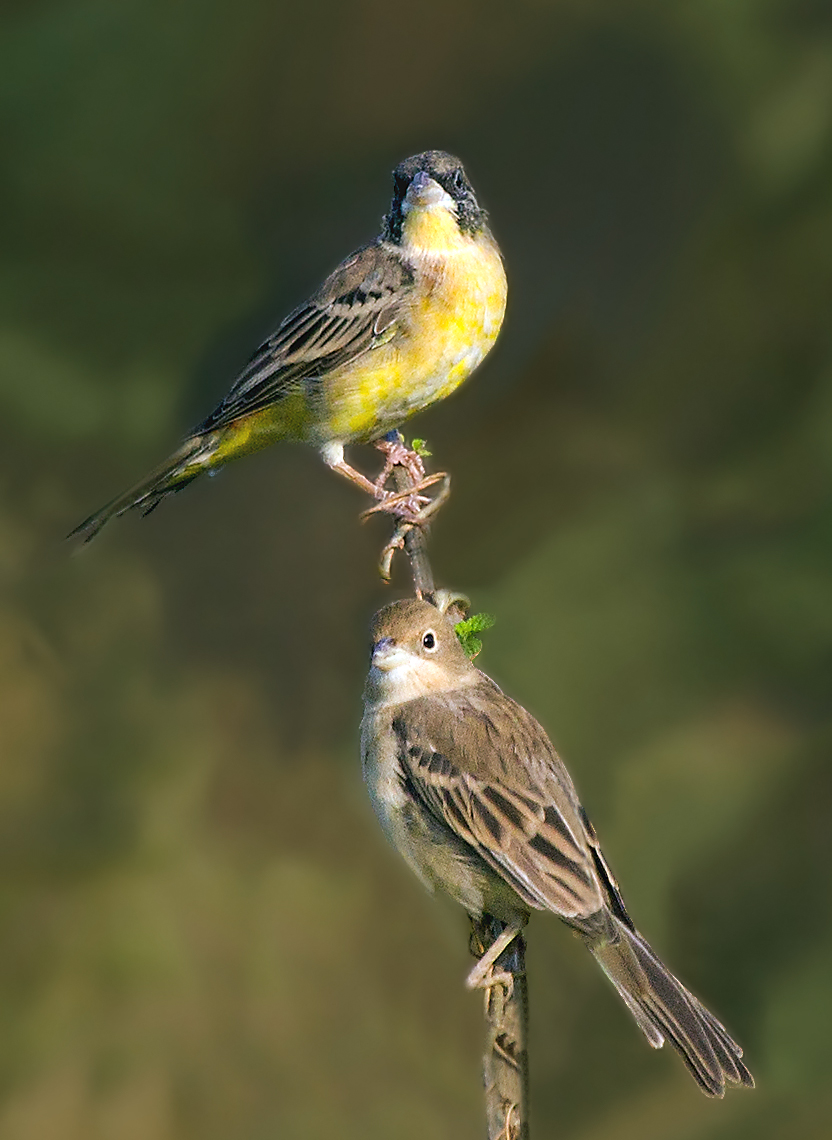 Black Headed Bunting,male and female.