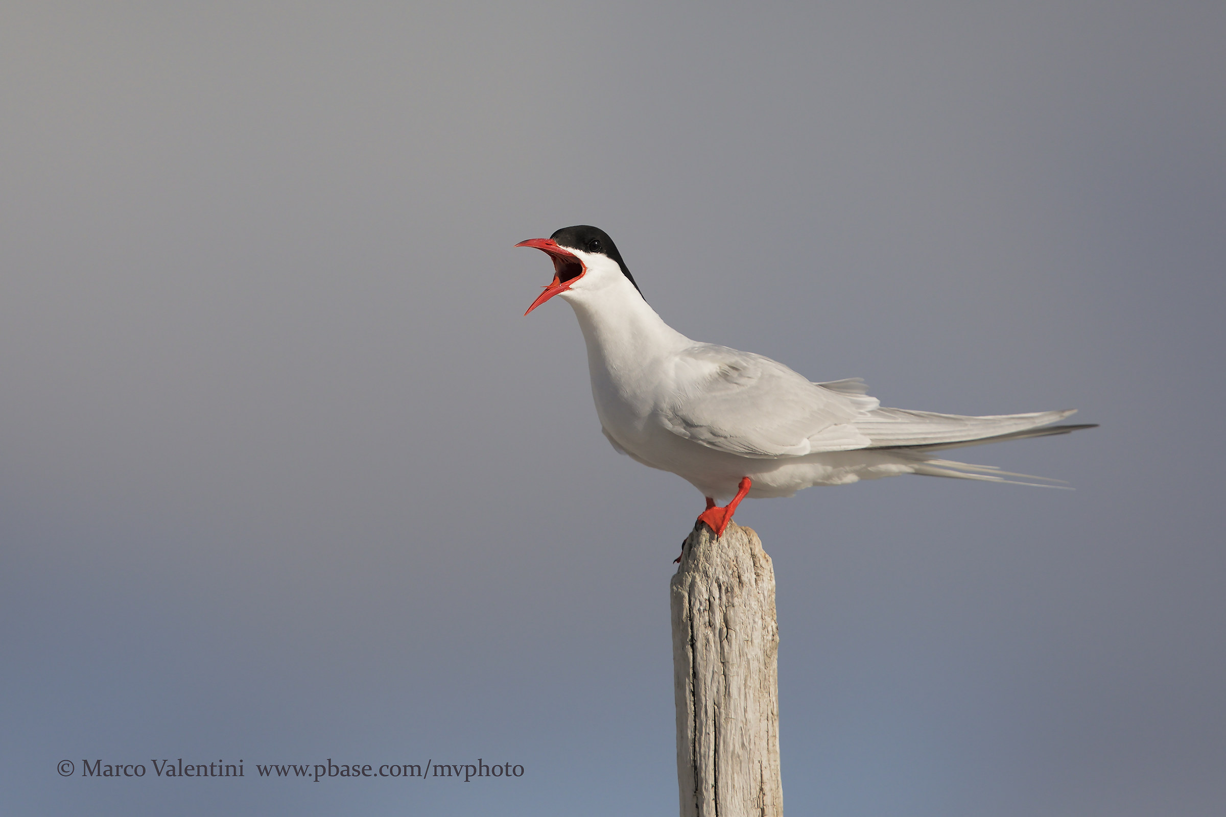 Sterna of South America