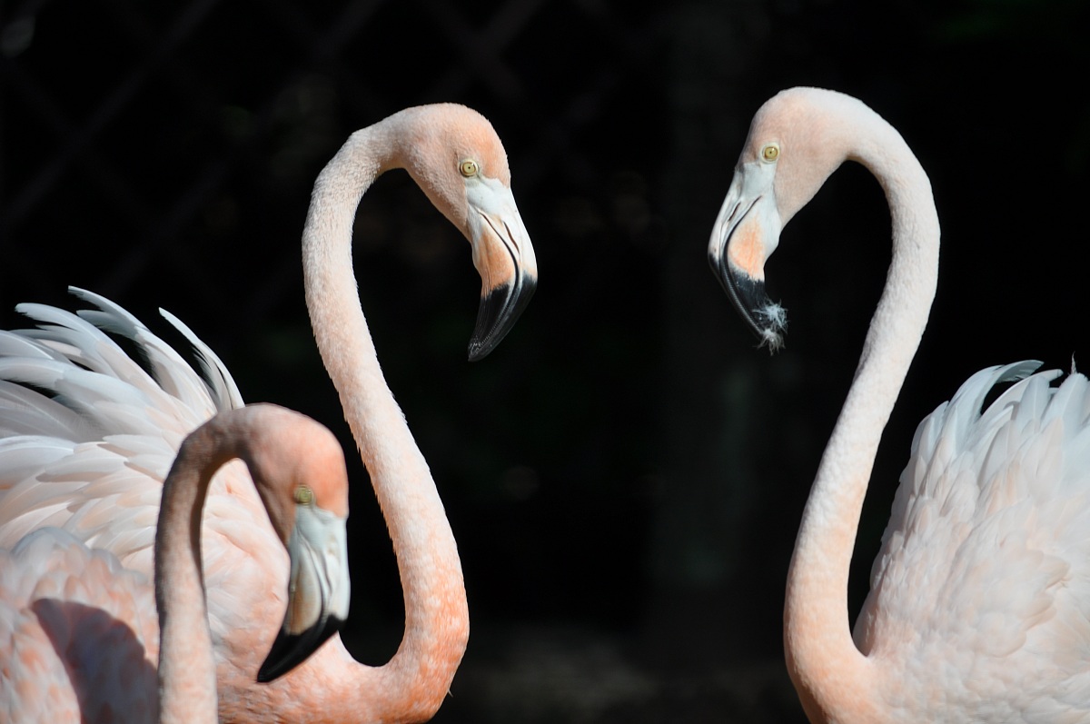 Caribbean flamingos