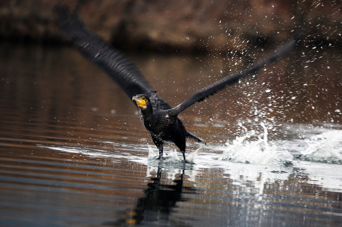 ei ma dove vai-  mi dispiace ma devo andare