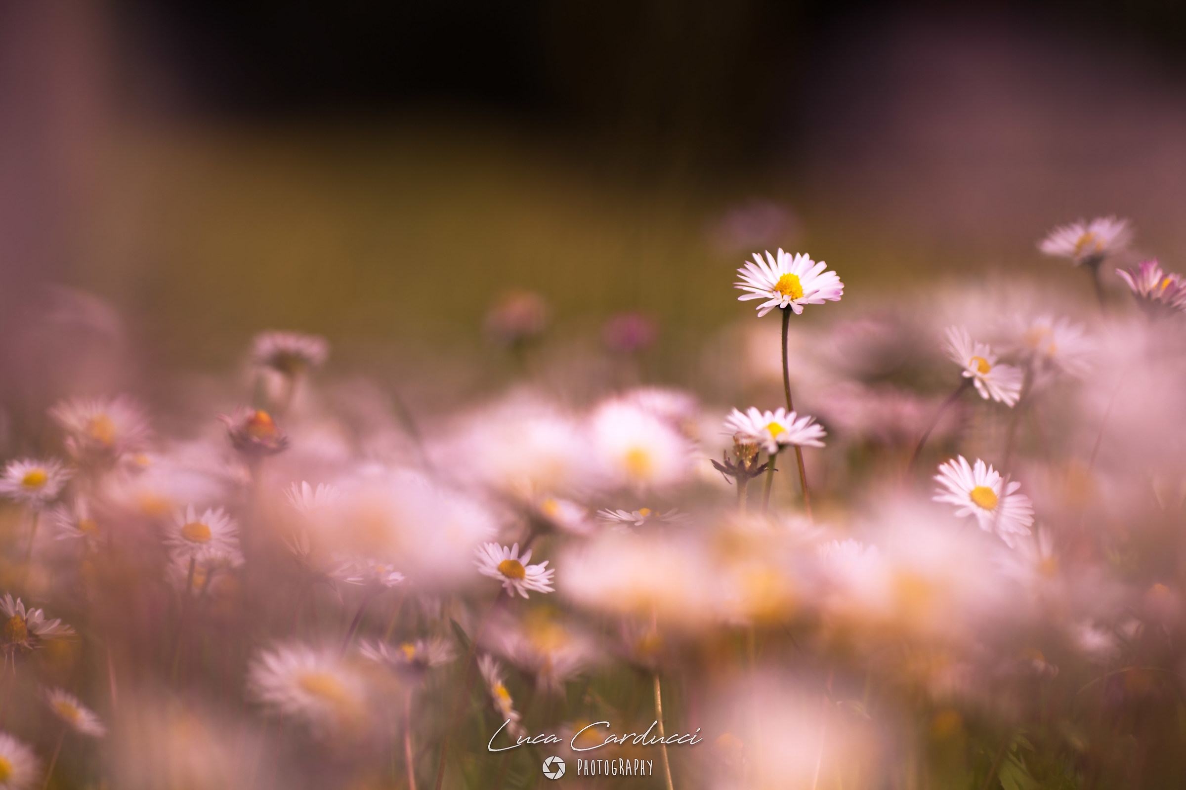 Daisies in the evening