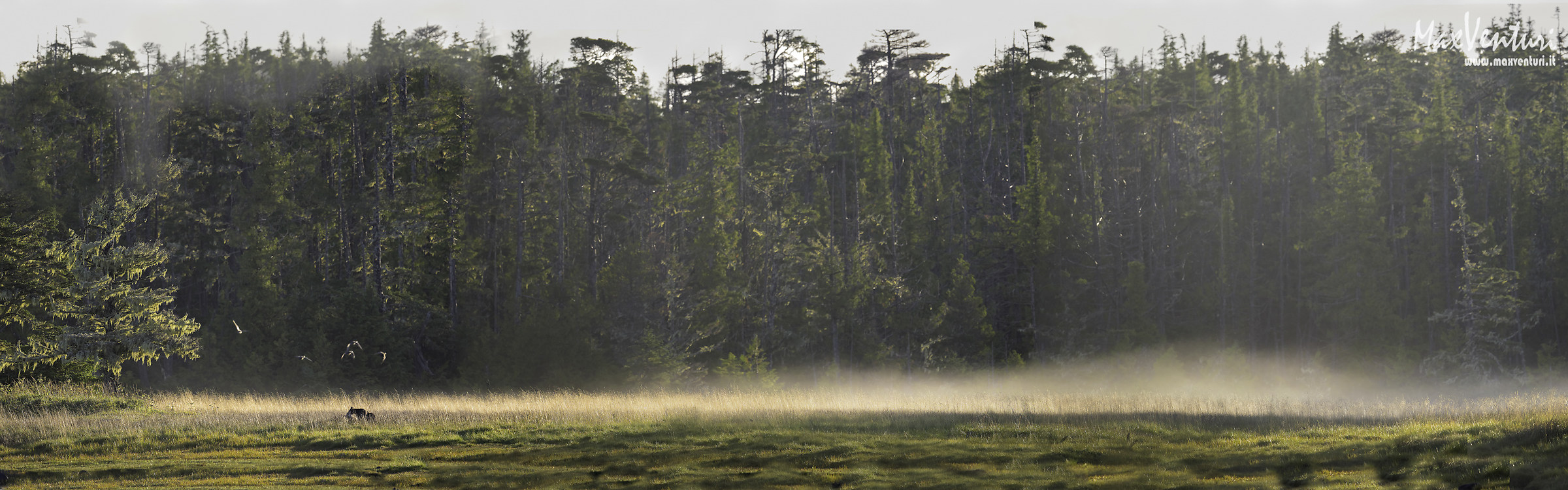 COASTAL Wolves seven days with the herd