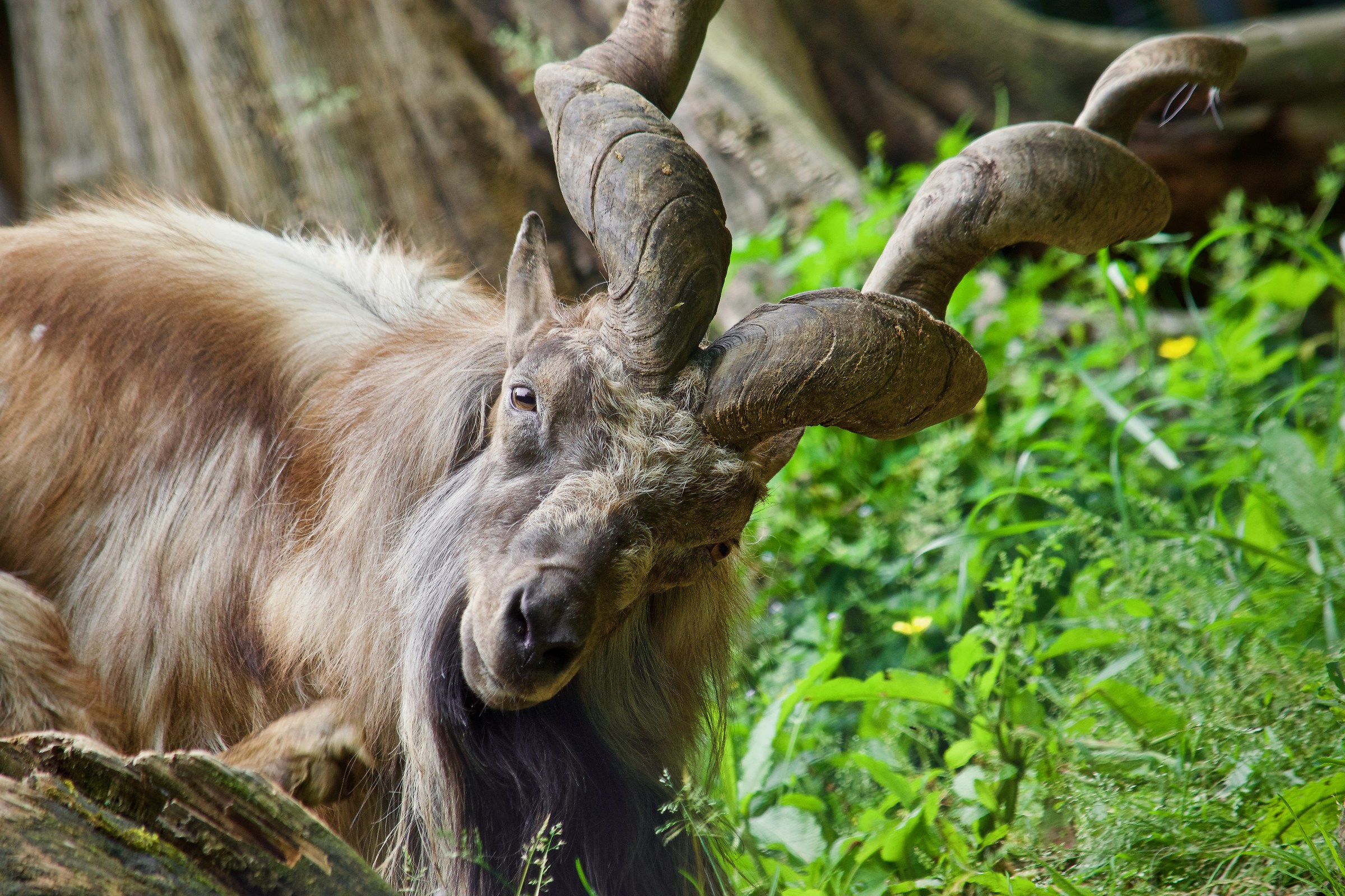 Markhor
