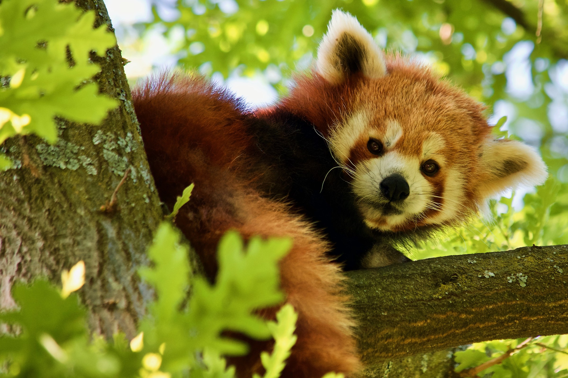 Red Panda