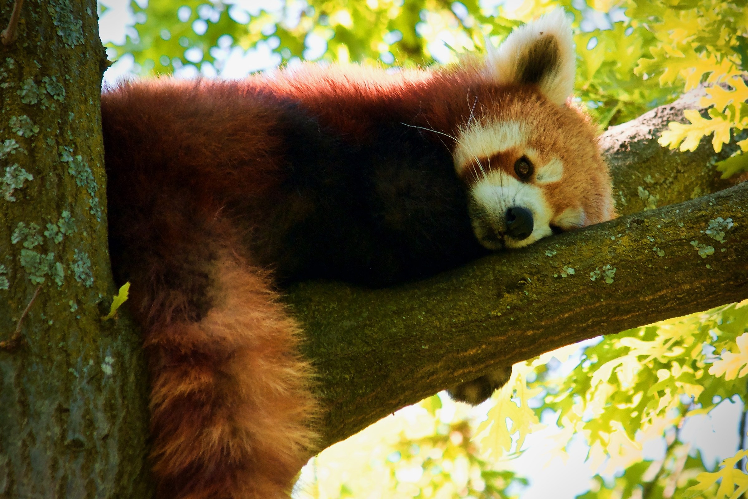 Off Red Panda