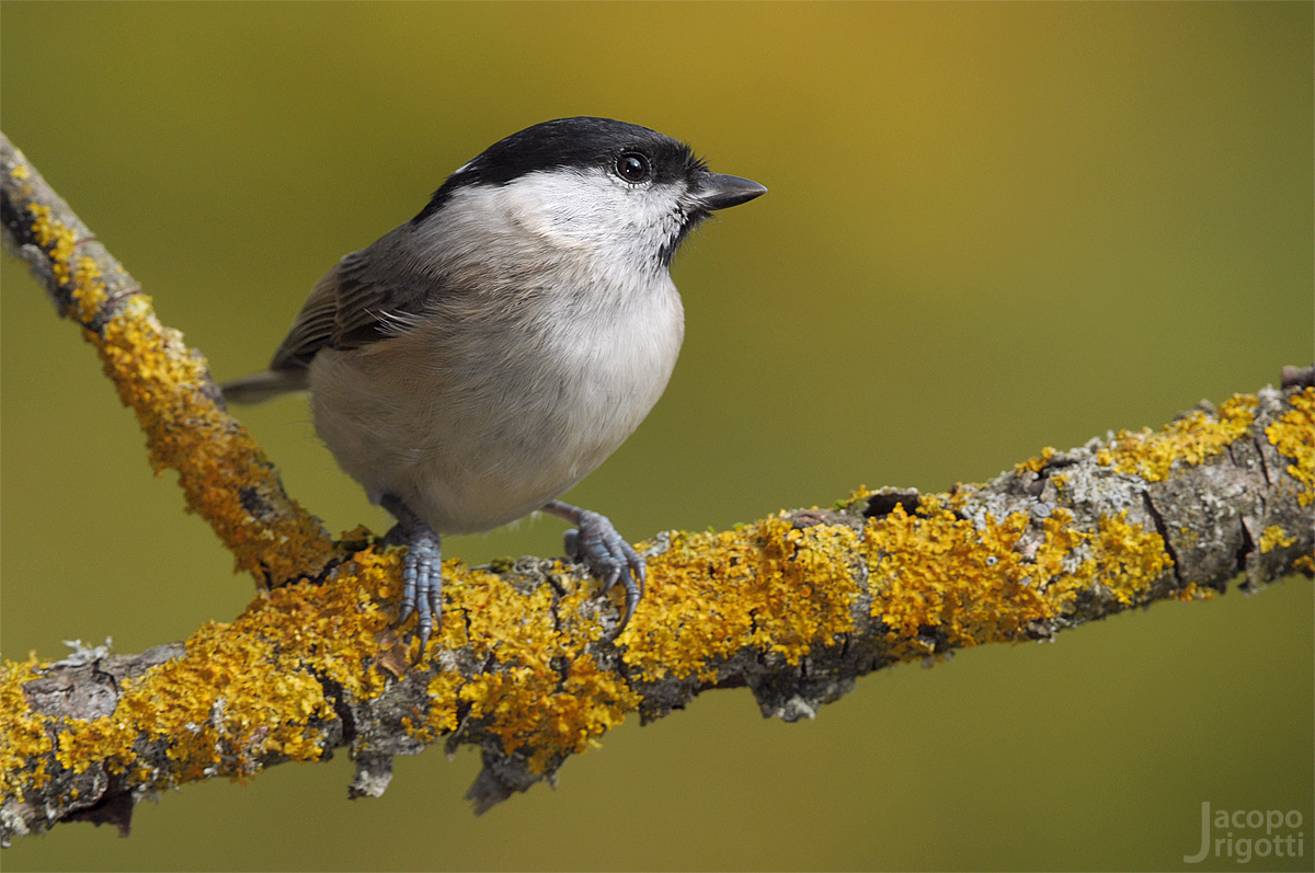 Marsh Tit