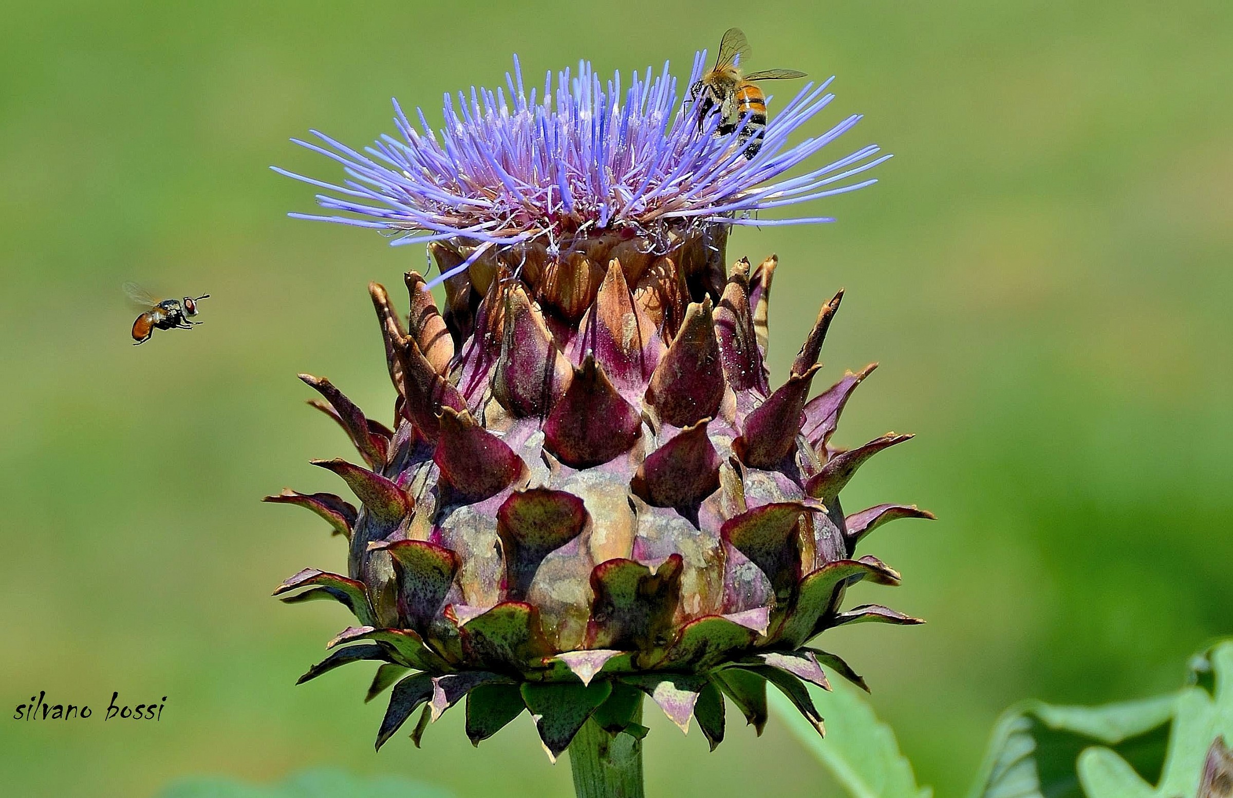 mosca fuori programma