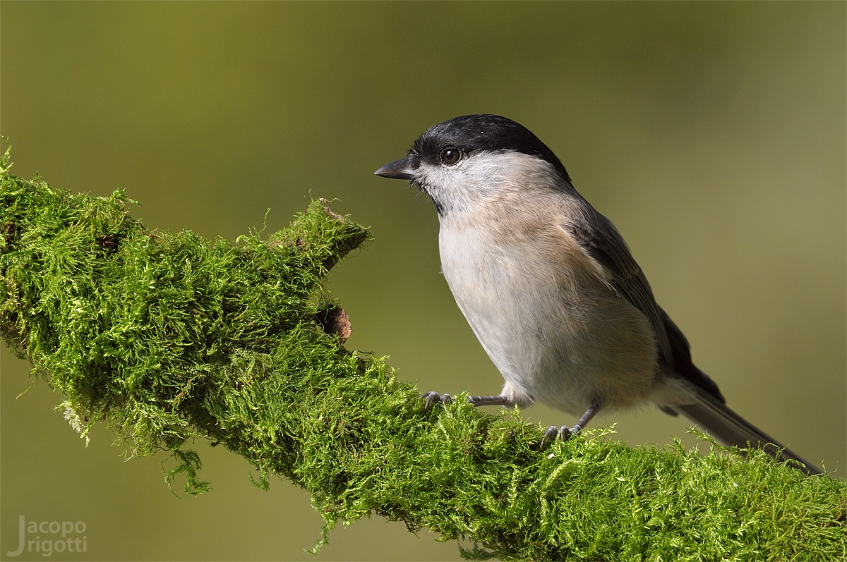 Marsh Tit