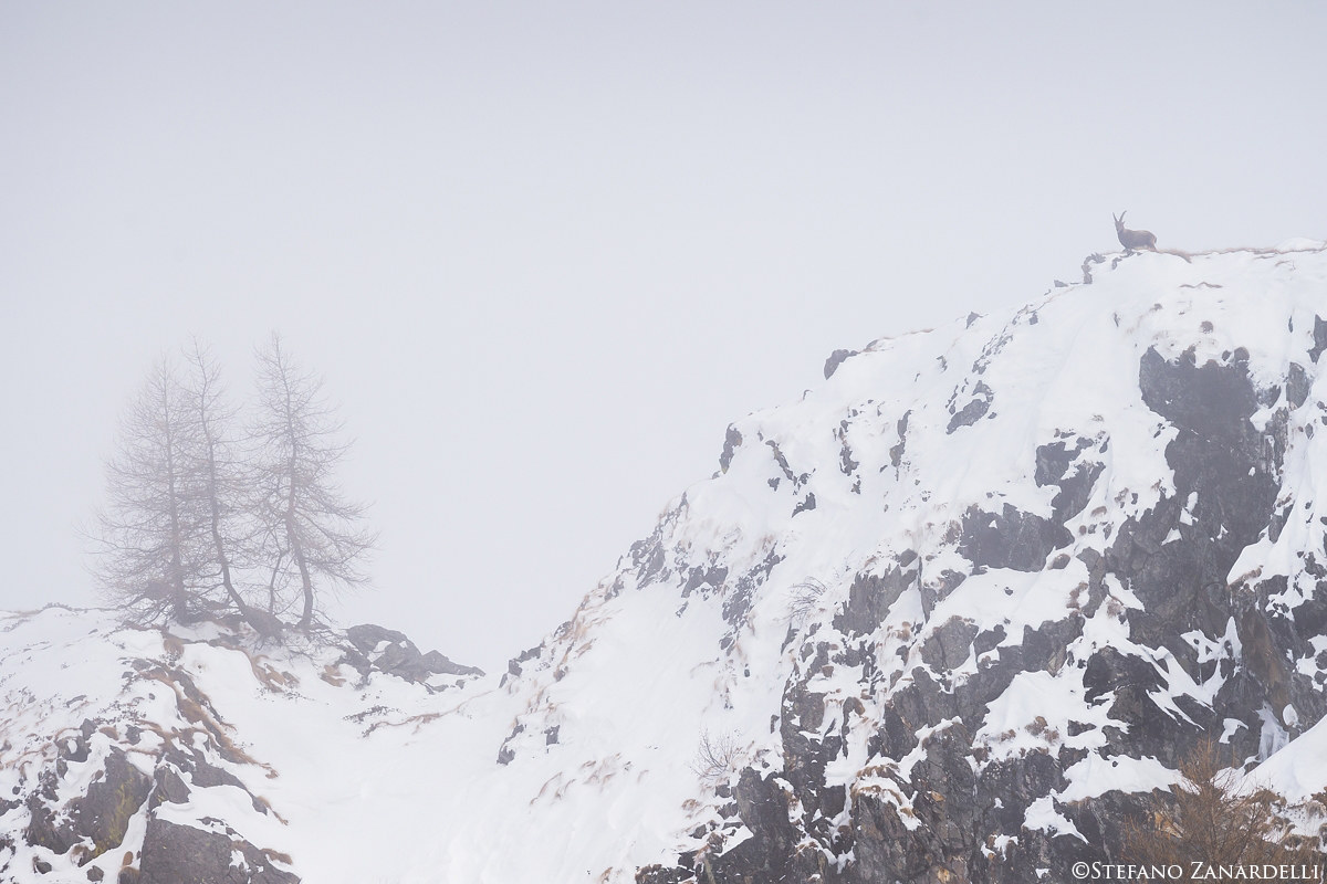 Nel Regno dello Stambecco...