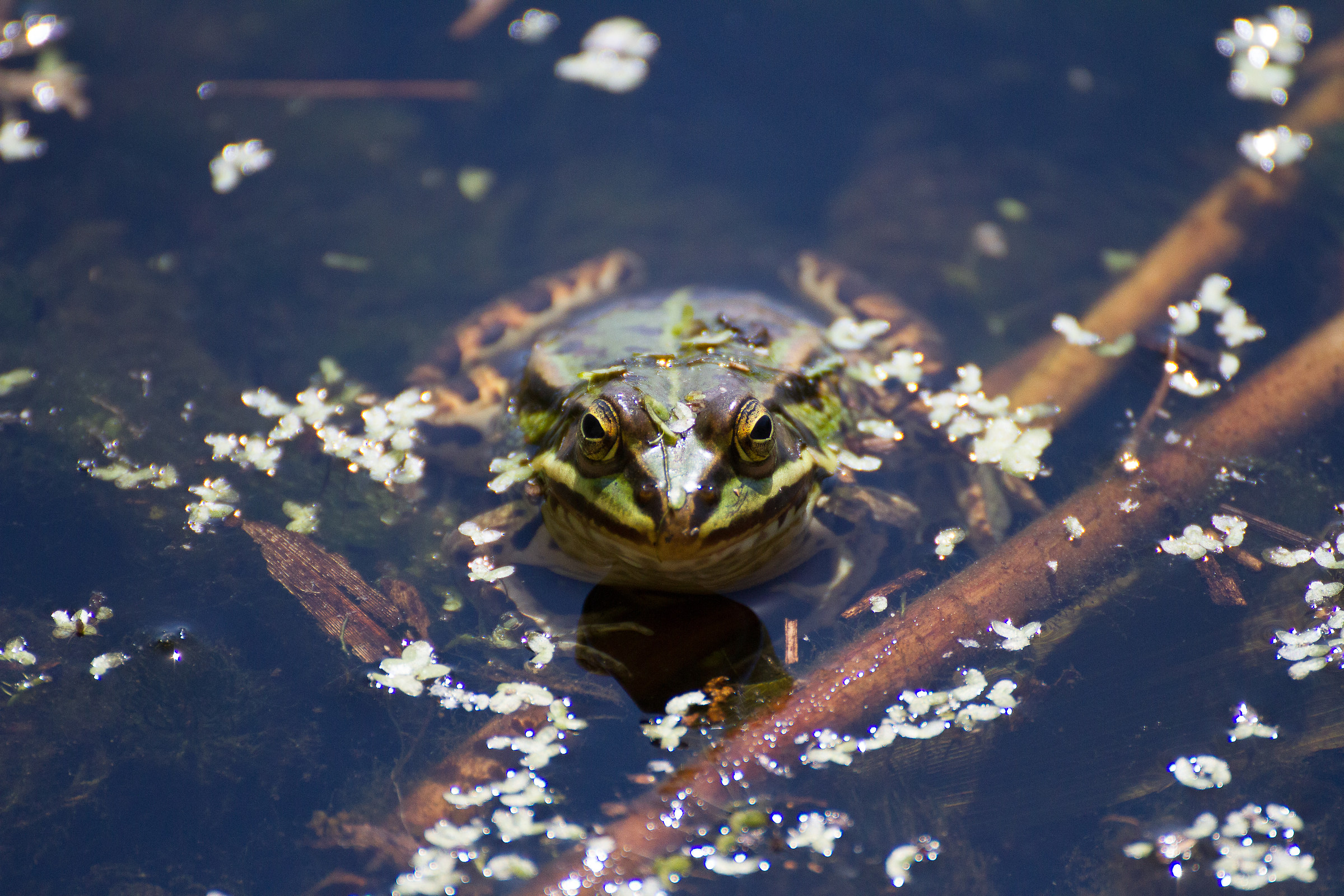 Rana di stagno - Pelophylax bergeri