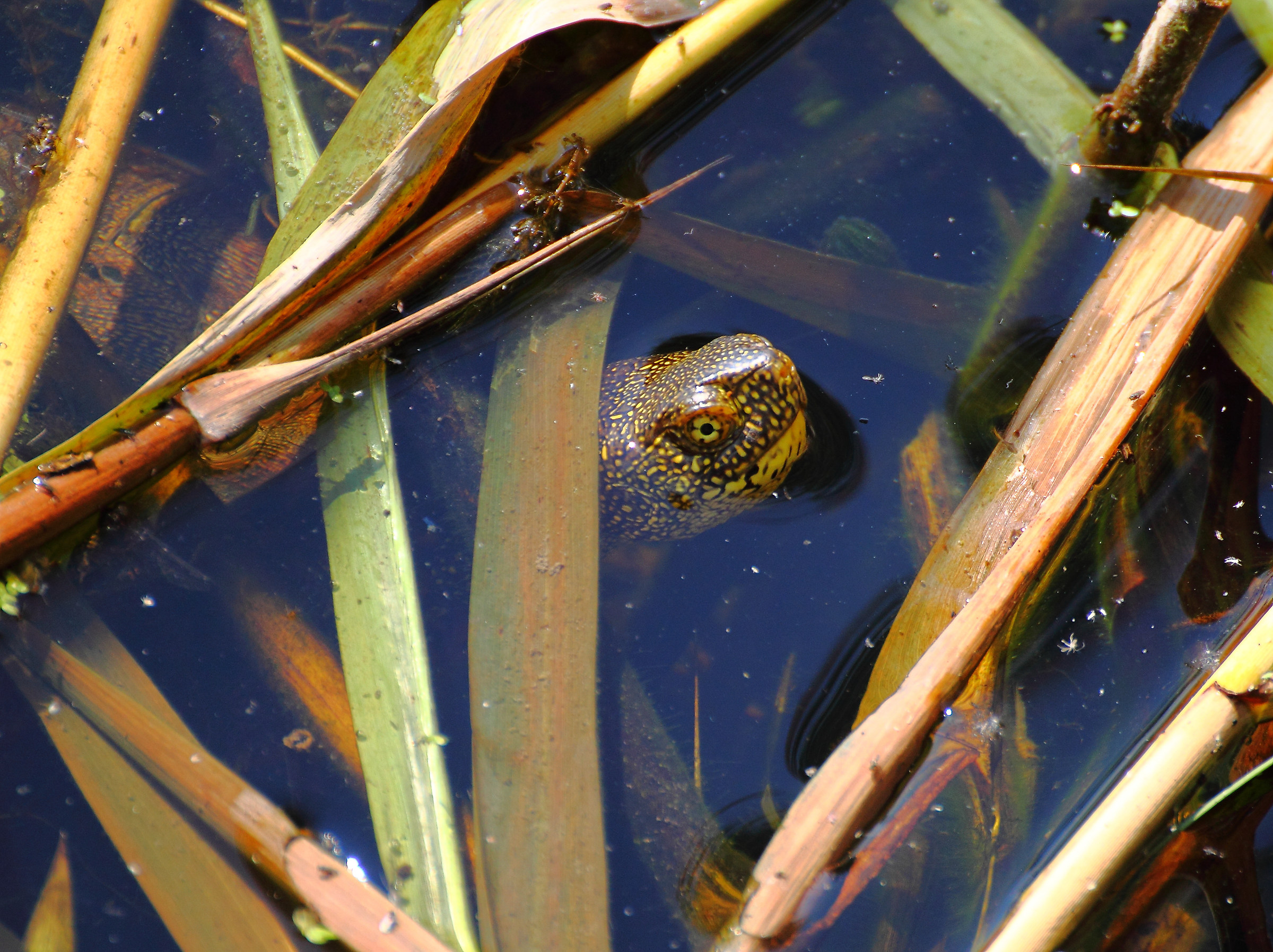 Testugine palustre europea - Emys orbicularis