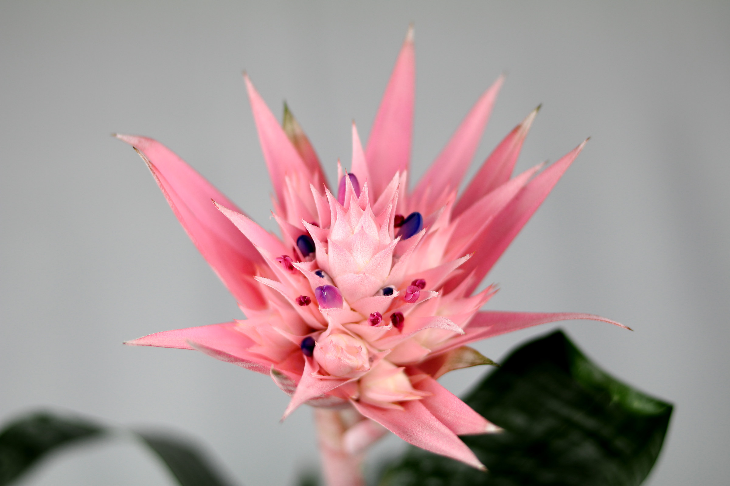 Aechmea-"The Dancer"