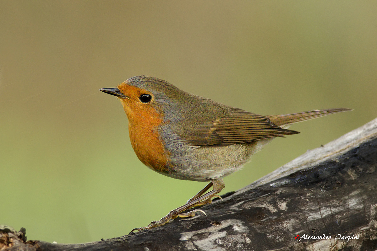 Robin