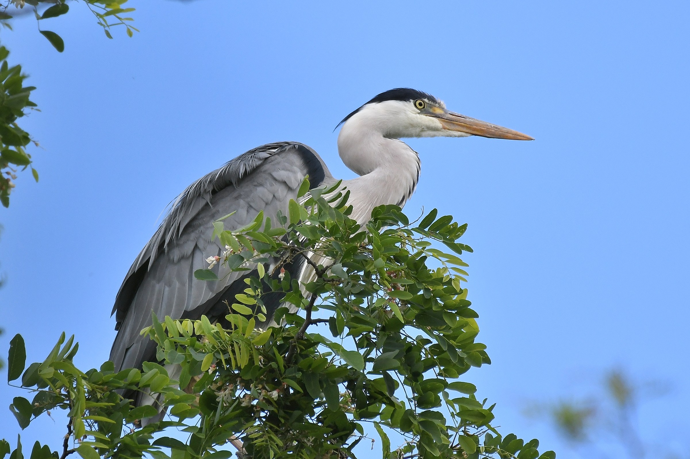 Ardea cinerea