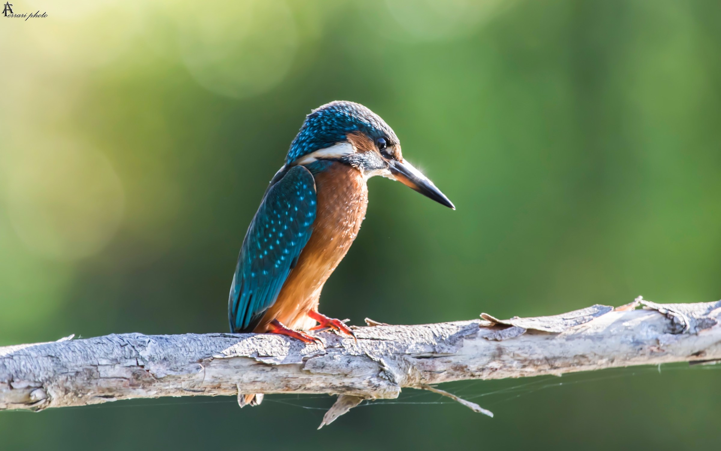 Kingfisher