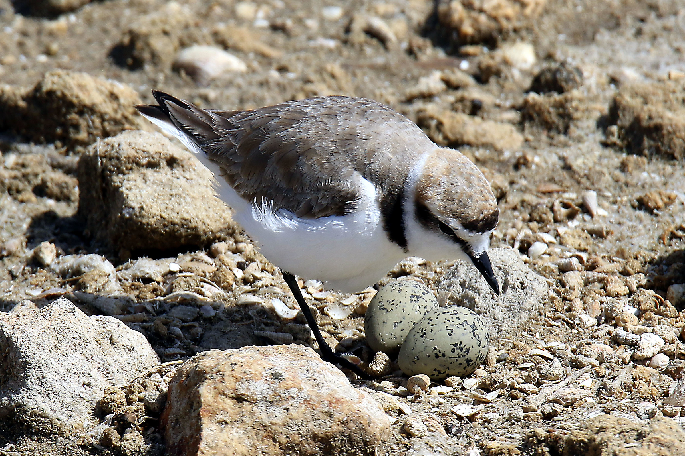 Fratino (Charadrius alexandrinus) al nido