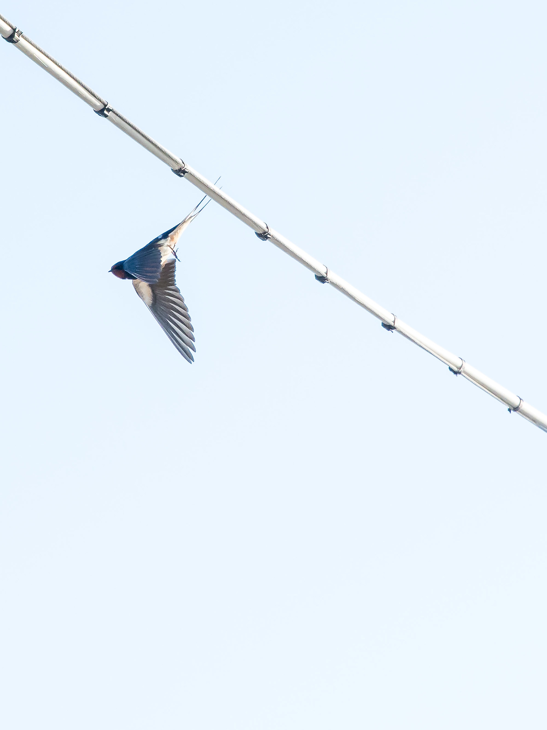 hirundo rustica