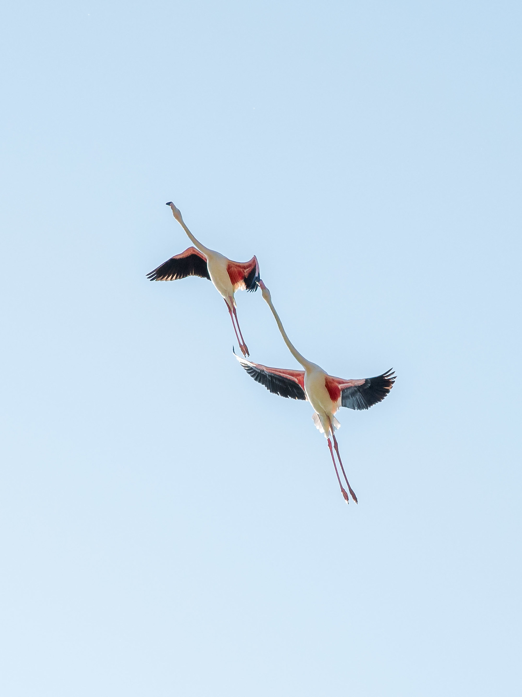 phoenicopterus roseus