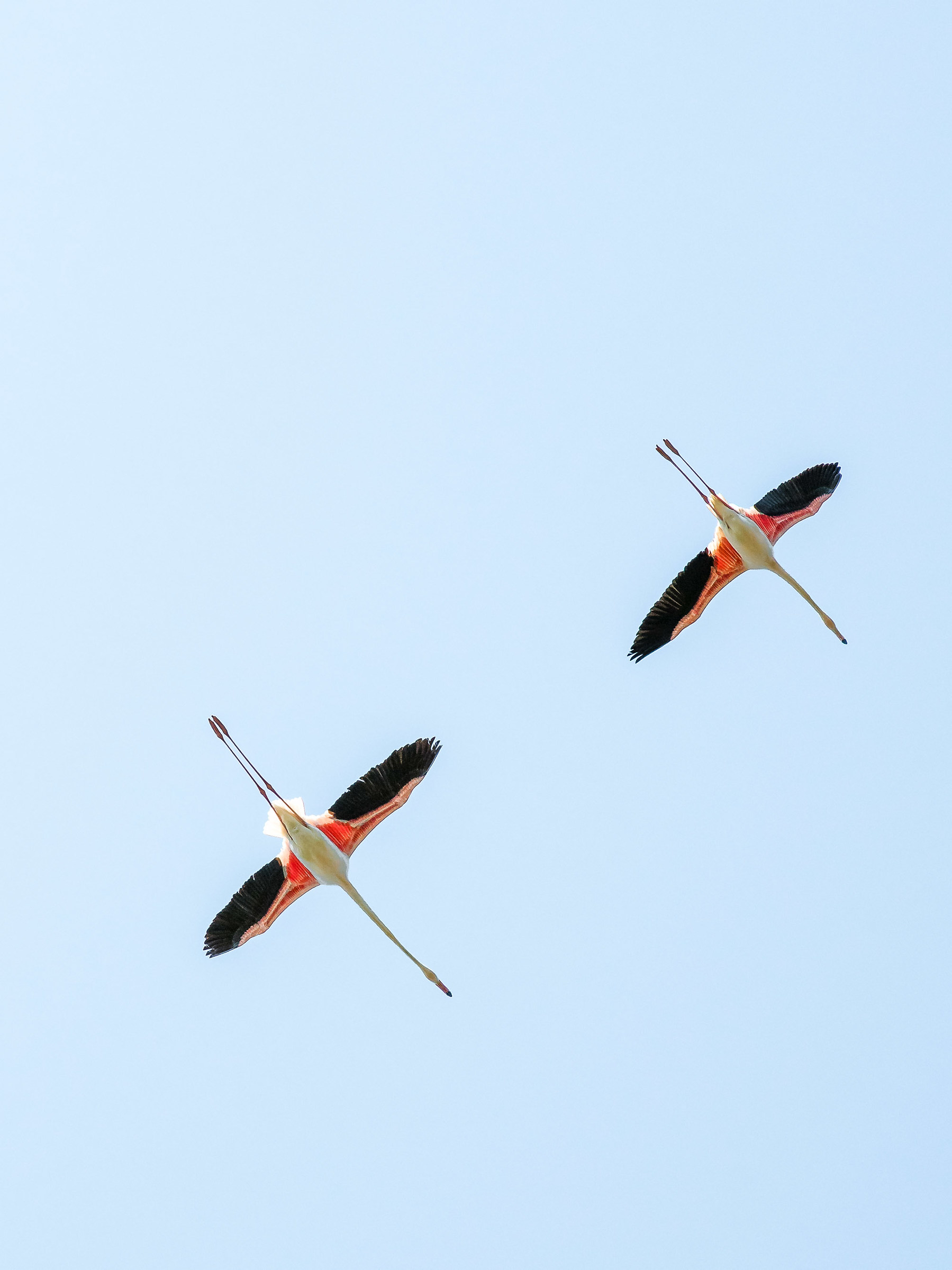 phoenicopterus roseus