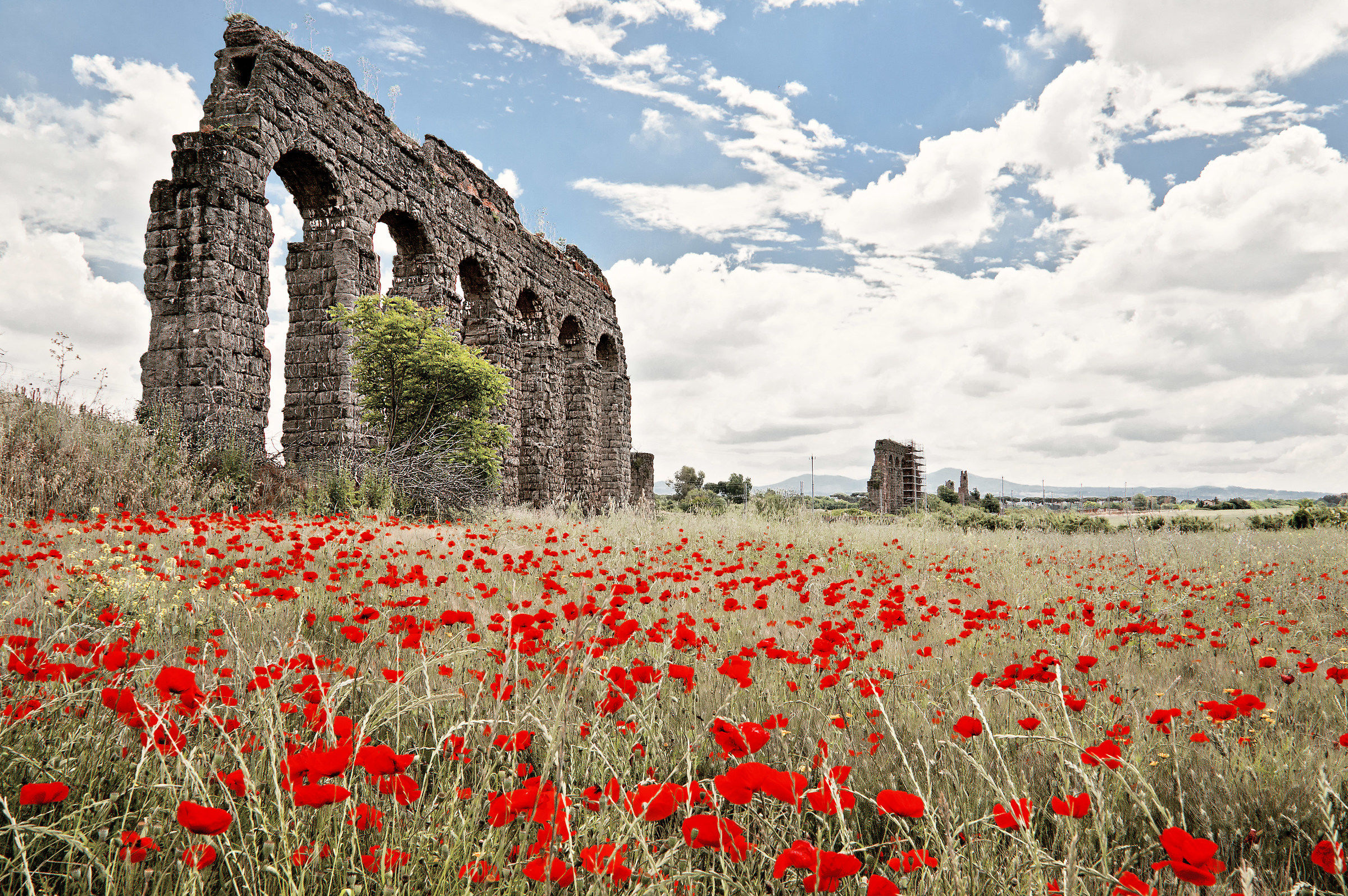 Landscape with poppies