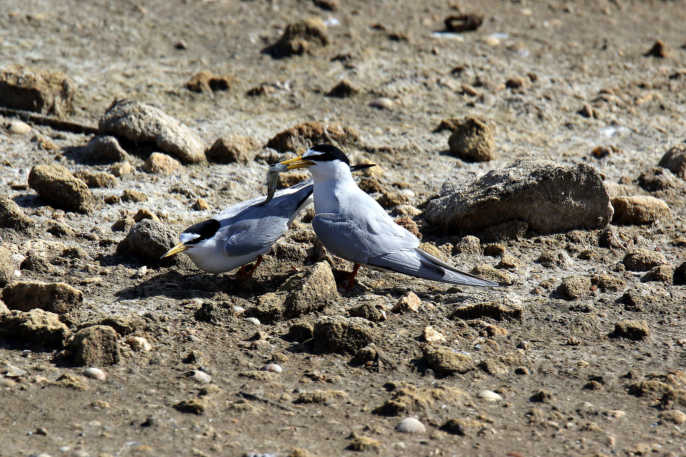 Fraticello (sterna albifrons) offerta nuziale