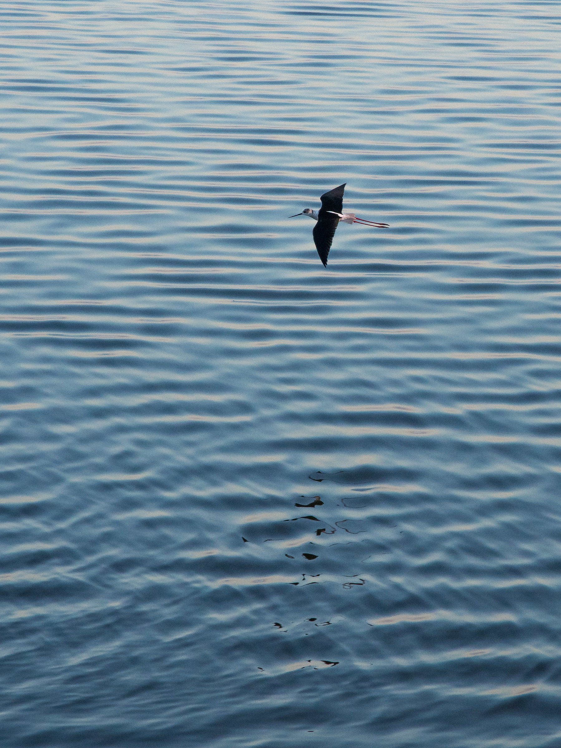 himantopus himantopus