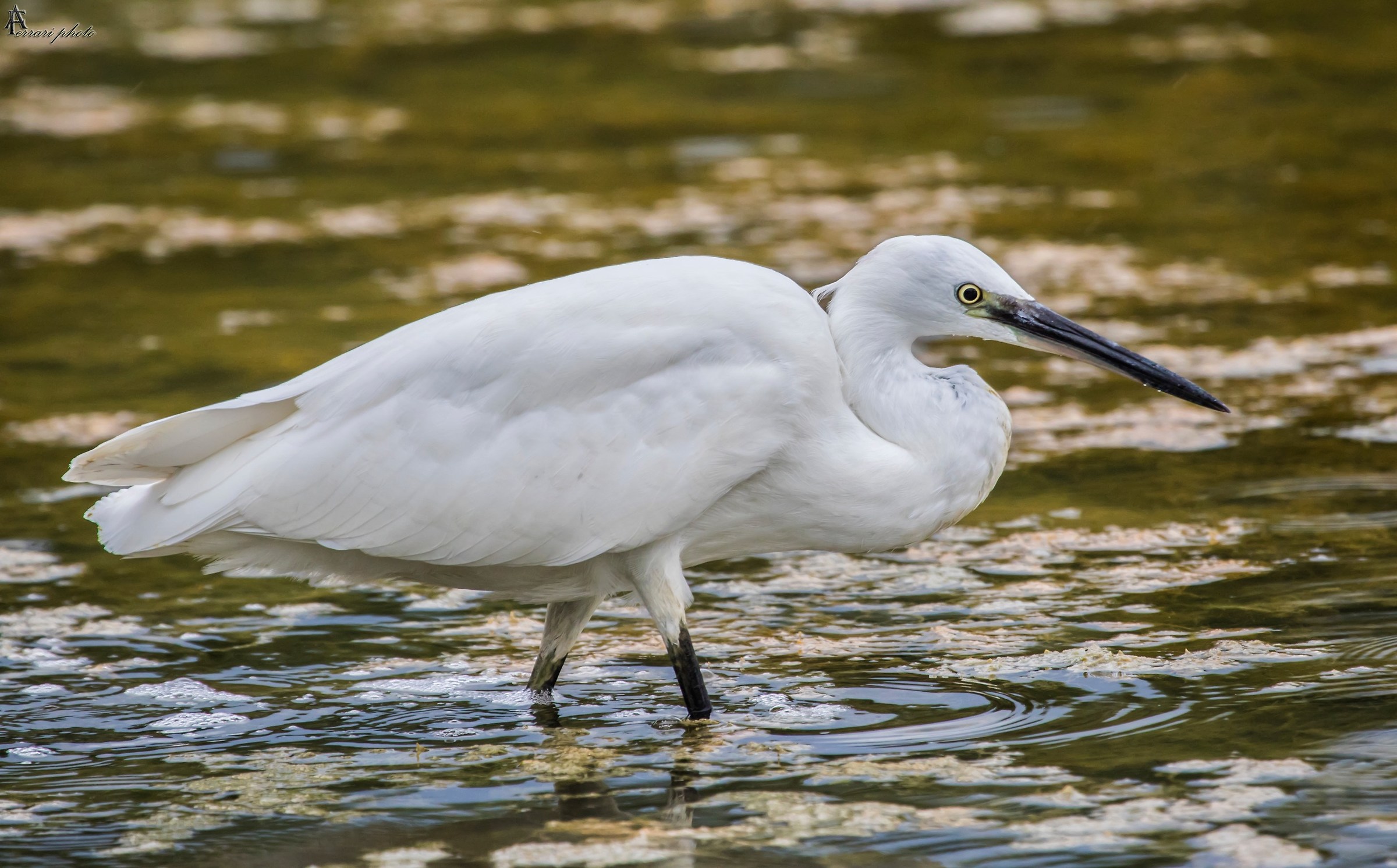Egret