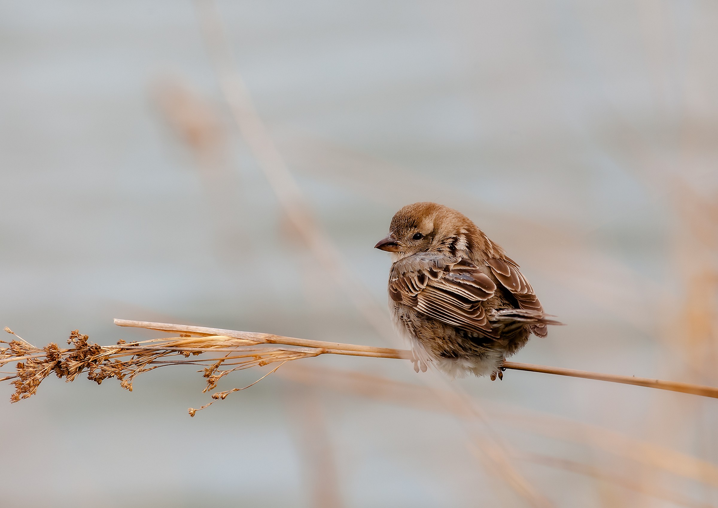 Tree Sparrow juv
