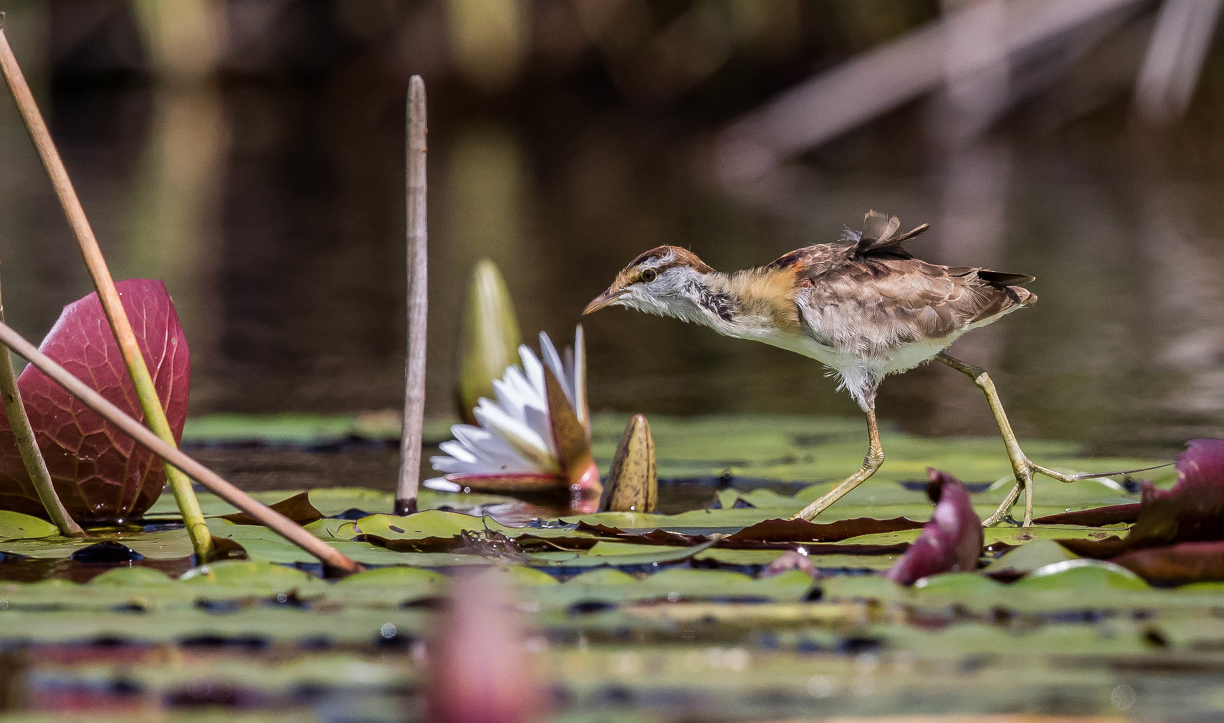 african jacana