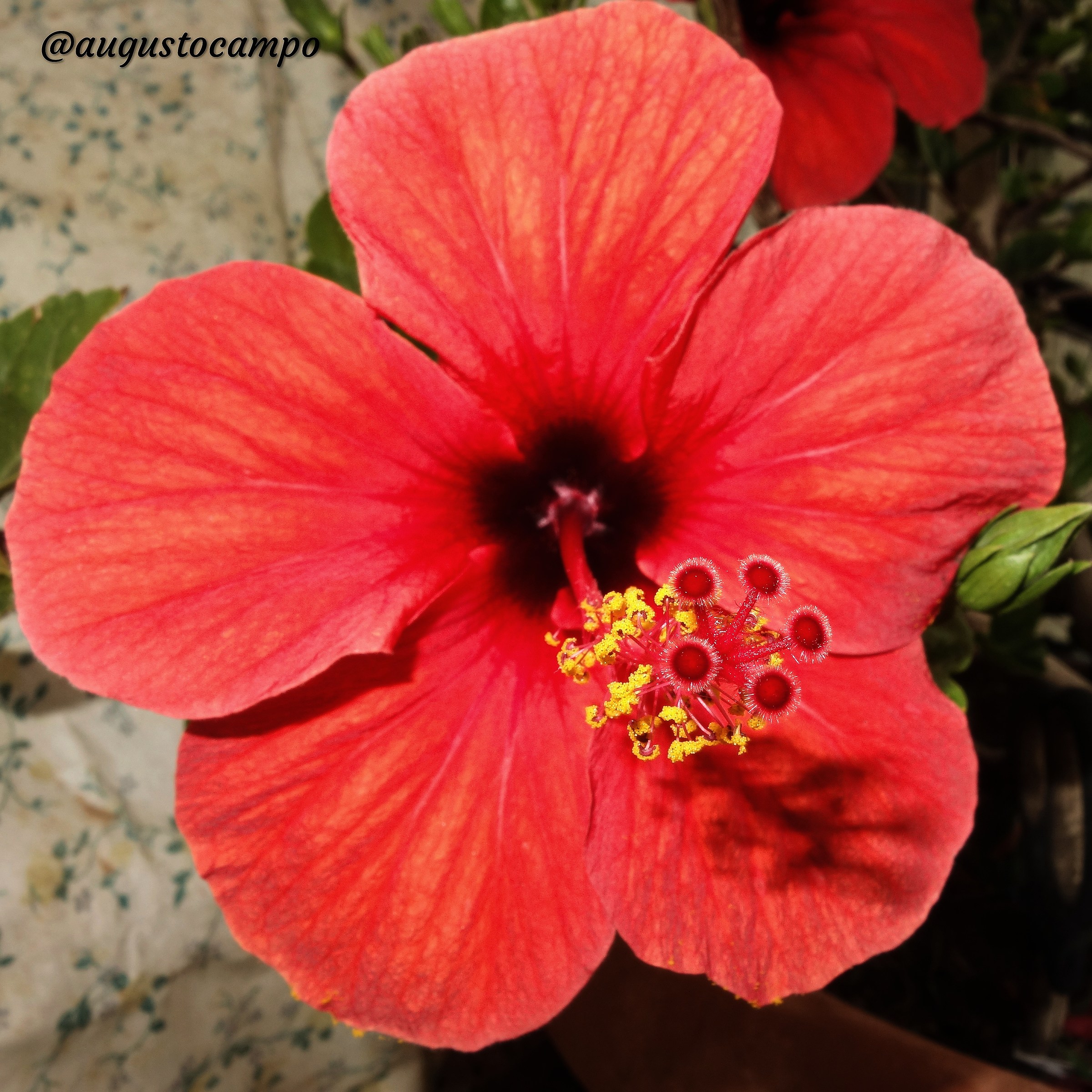 Hibiscus