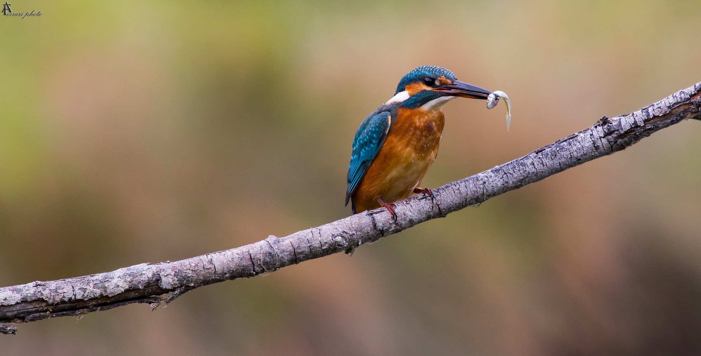 Kingfisher
