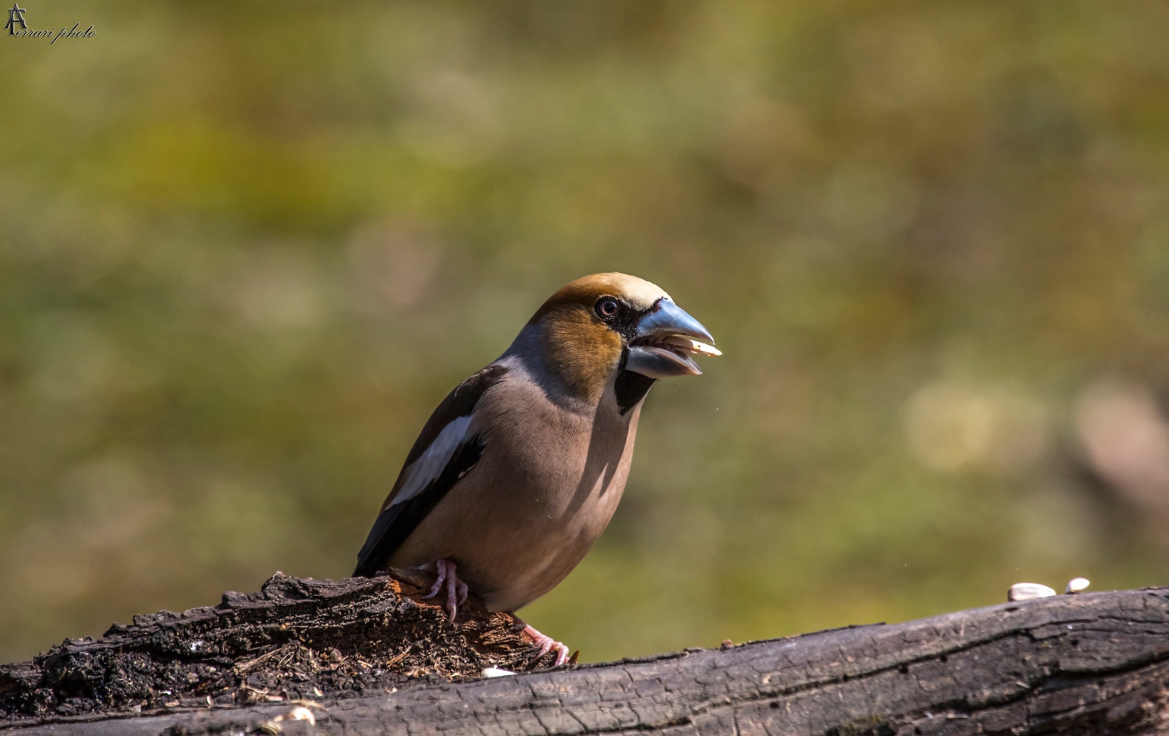 Hawfinch during a snack