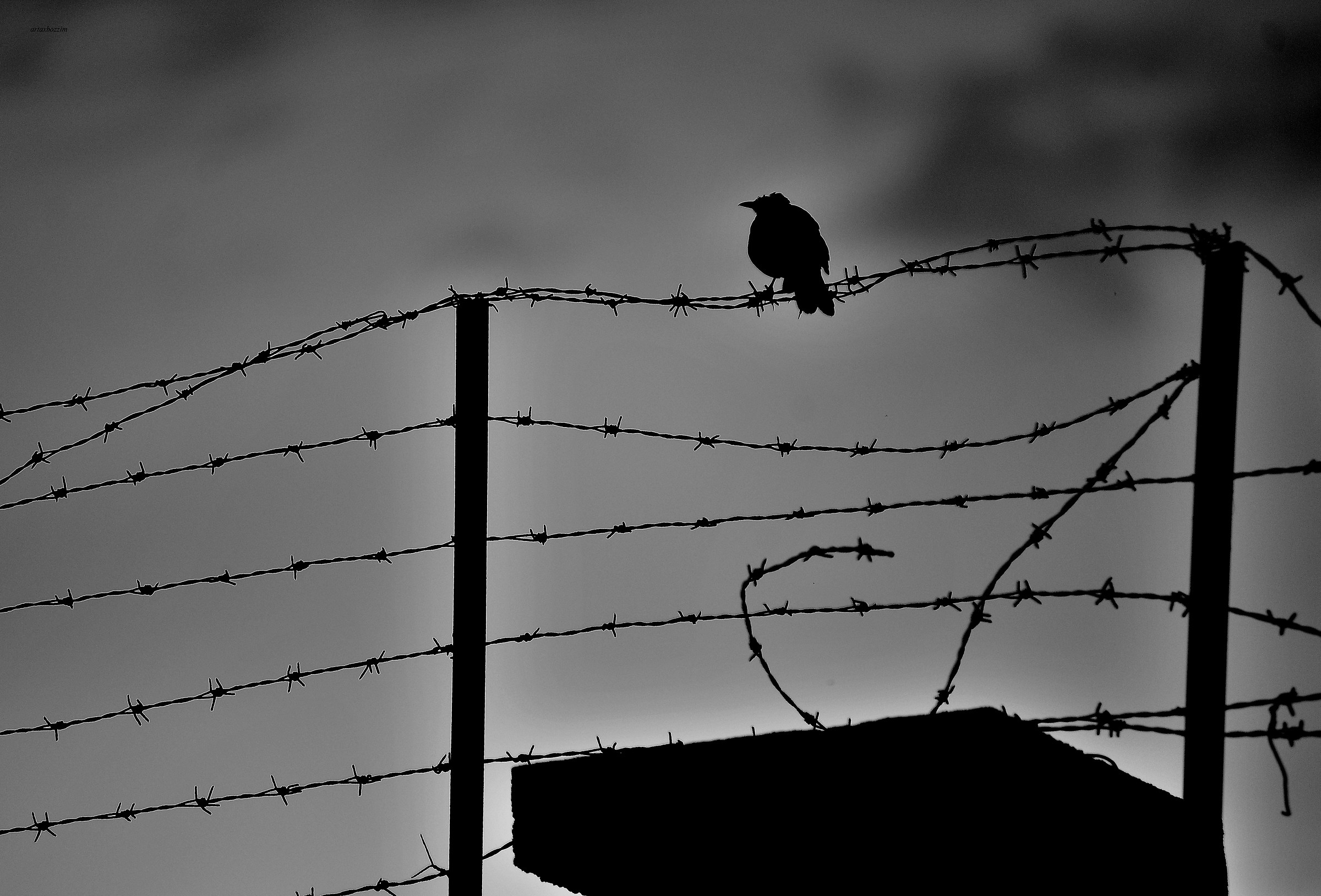 Flight or not flying?