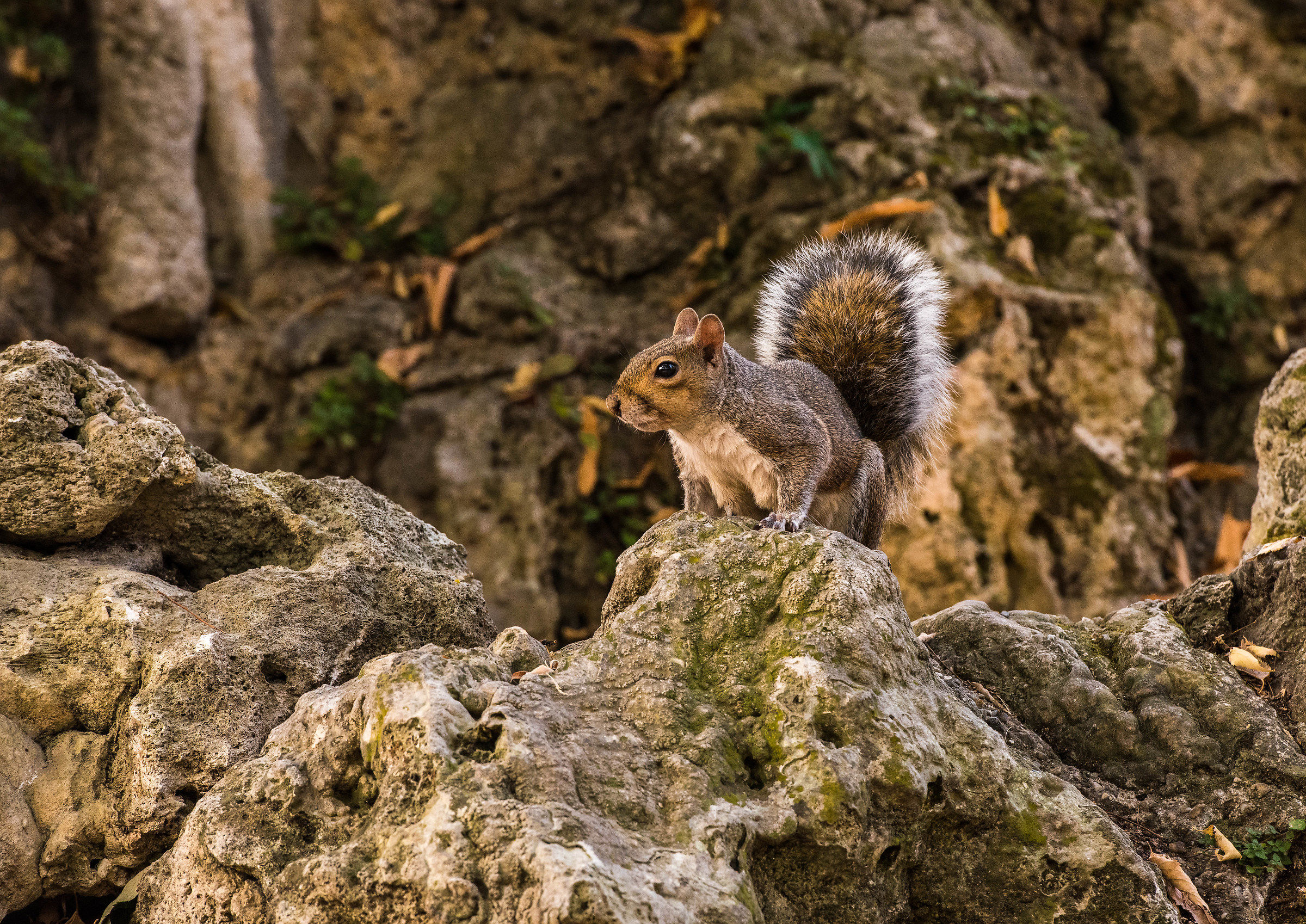 The Little King of my forest.............