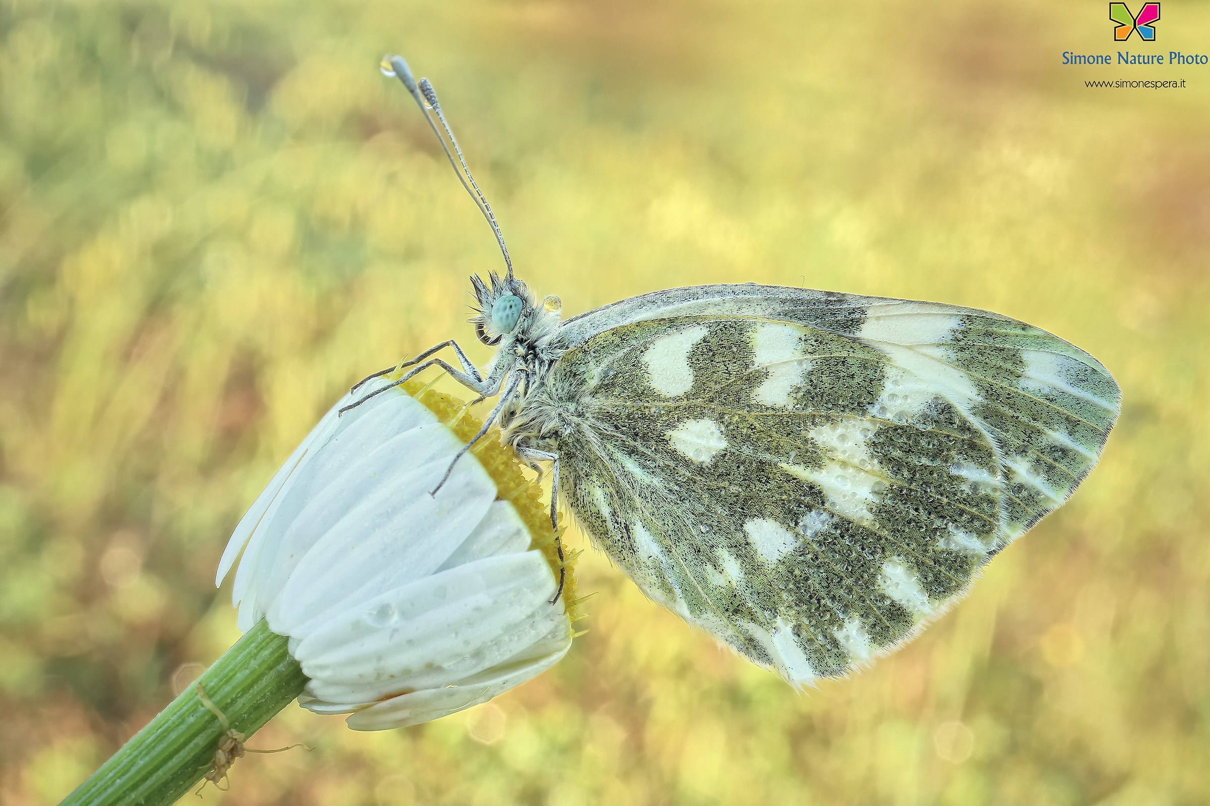 Pontia edusa.....28mm.....