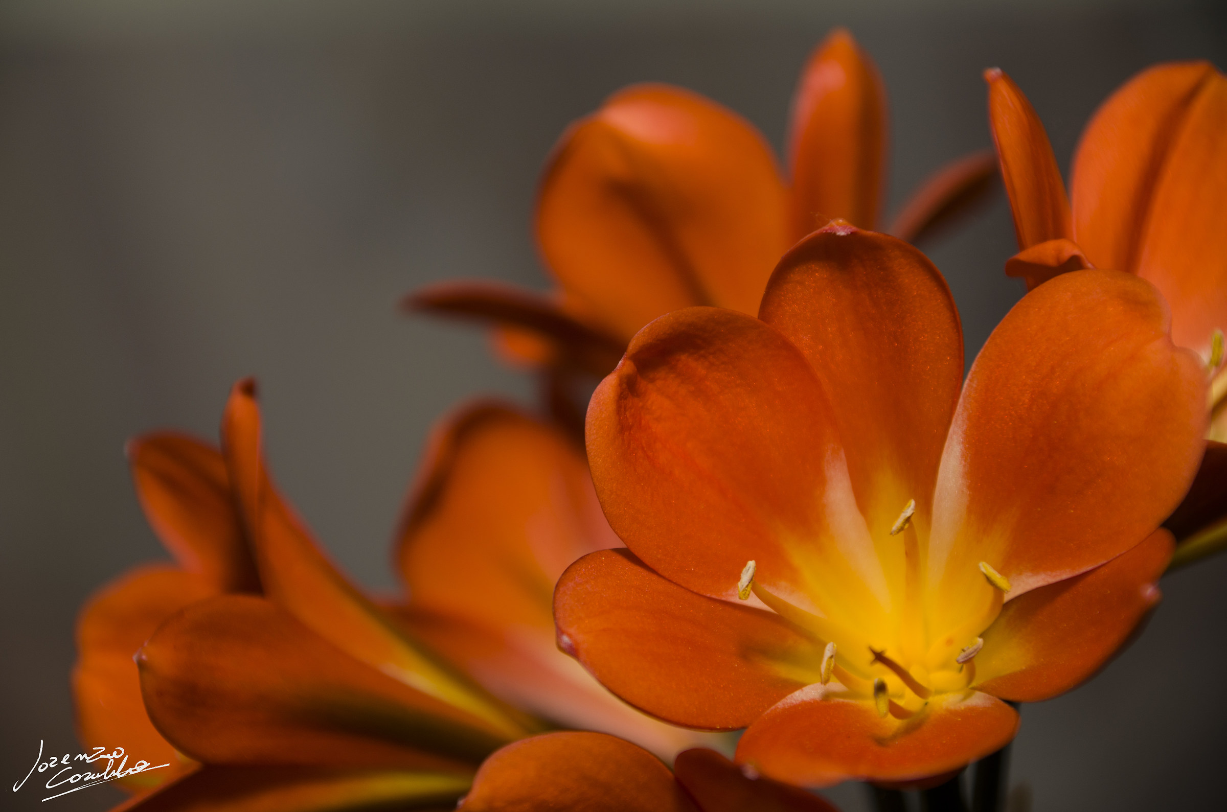 Orange Clivia