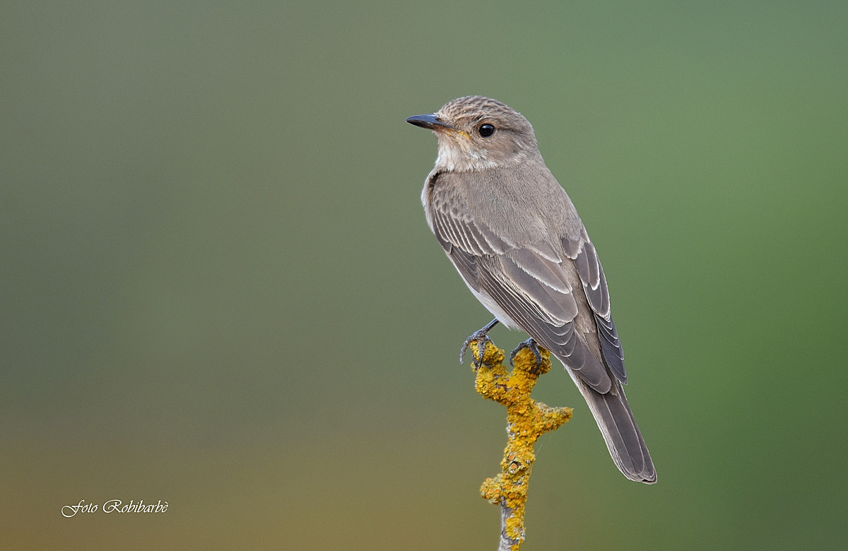 Flycatcher...