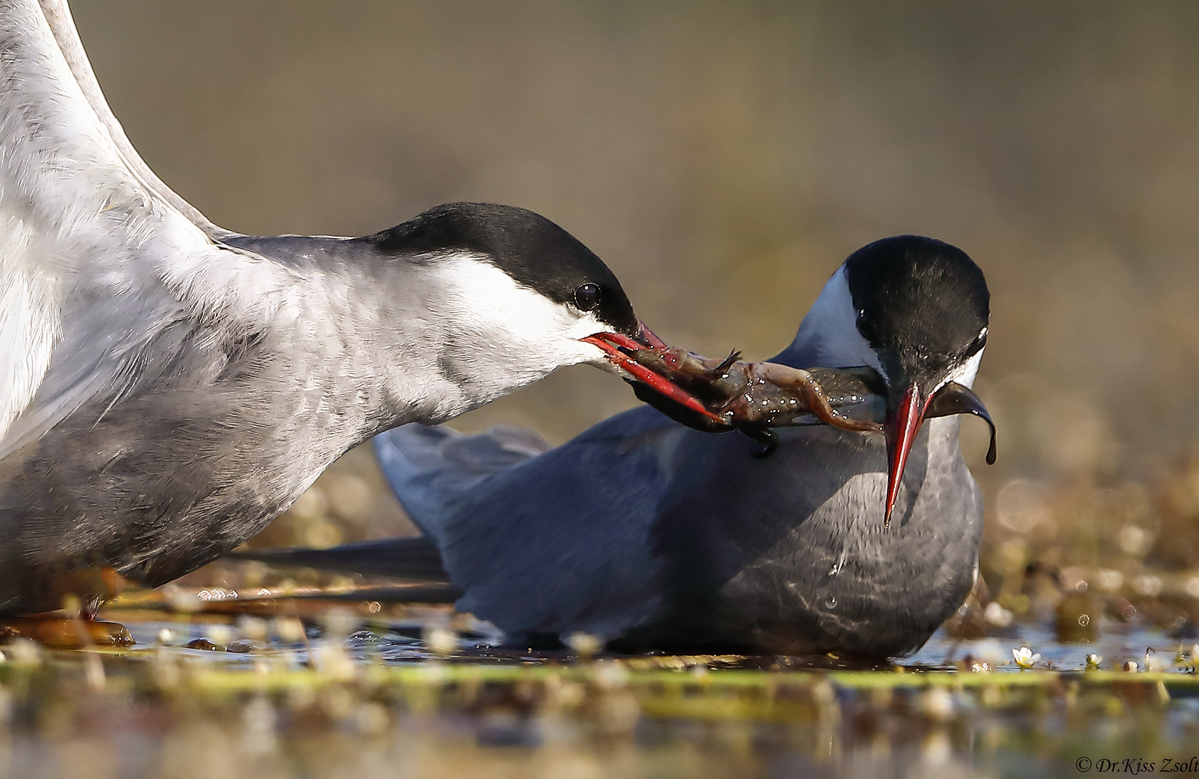 Alimentazione di corteggiamento