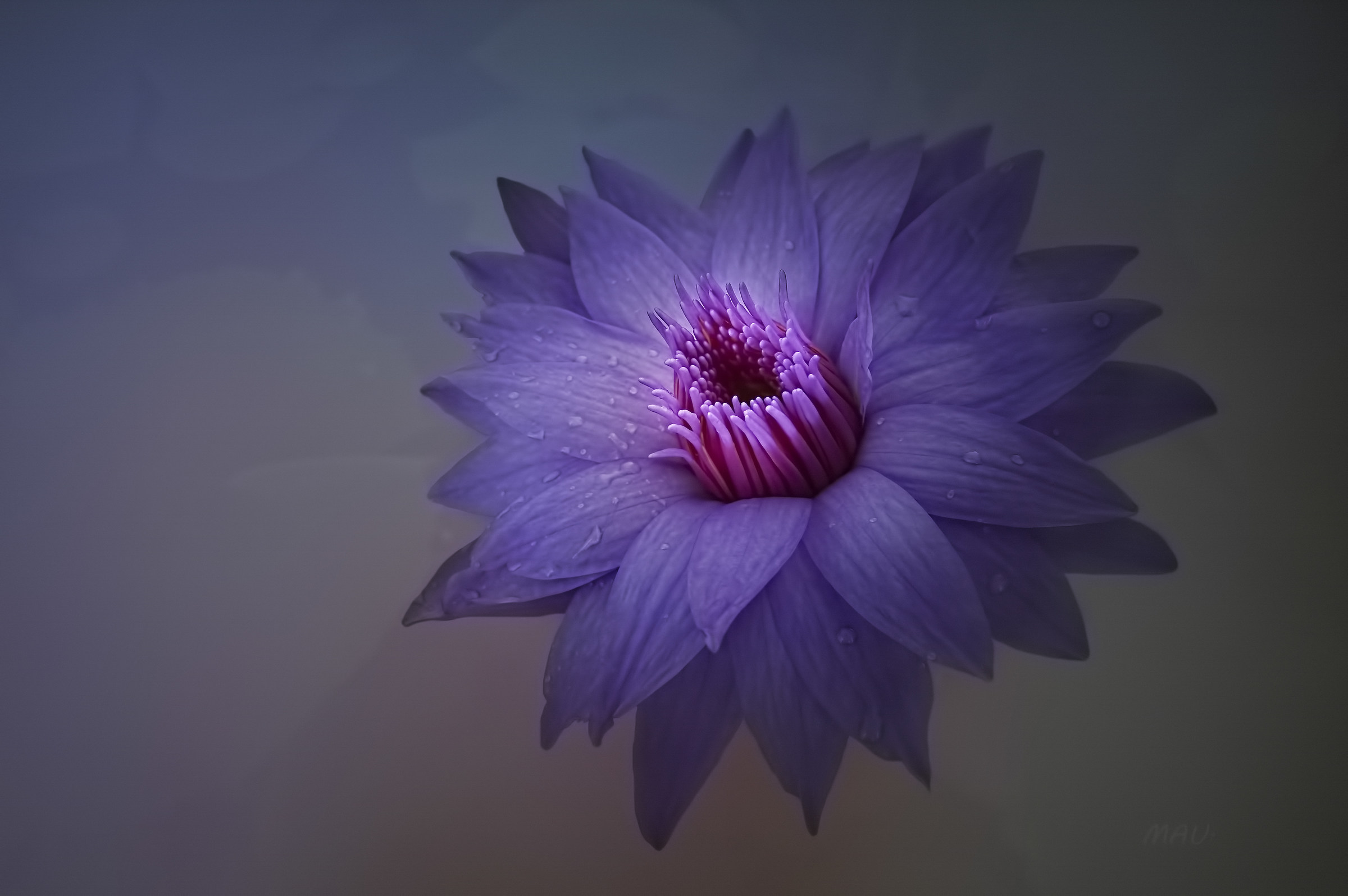 Nymphaea Out of the Blue