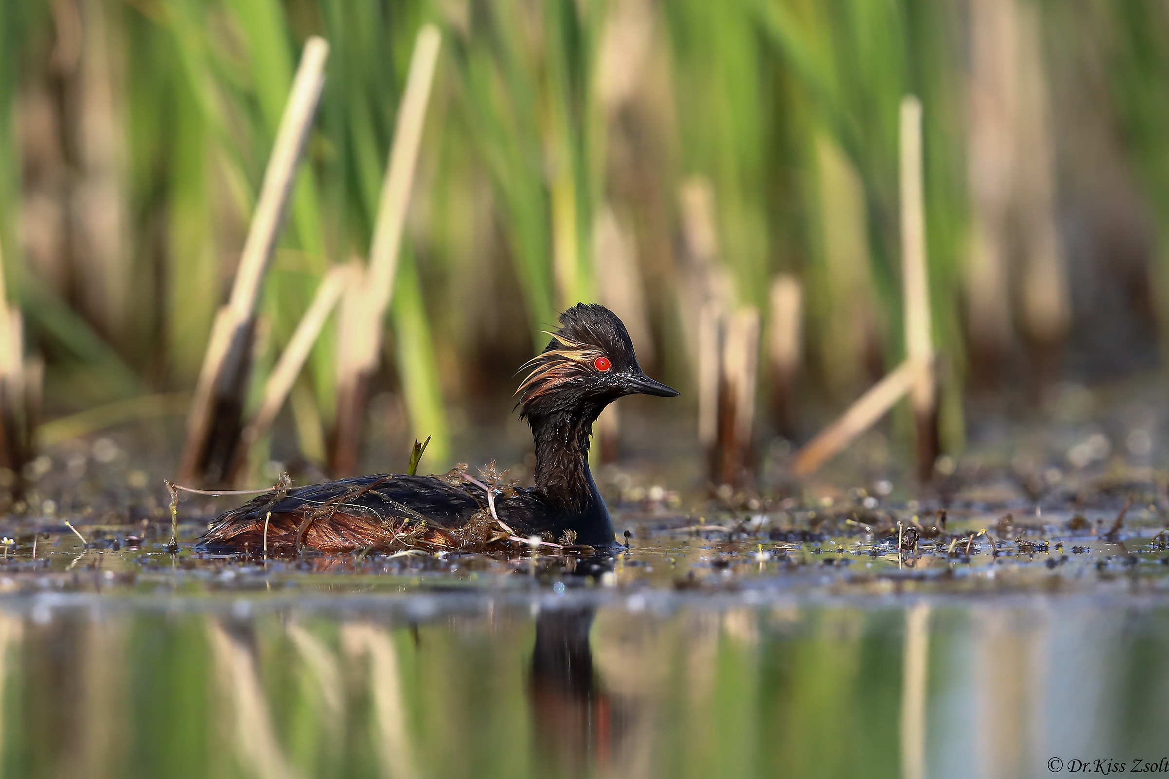 Svasso dal collo nero
