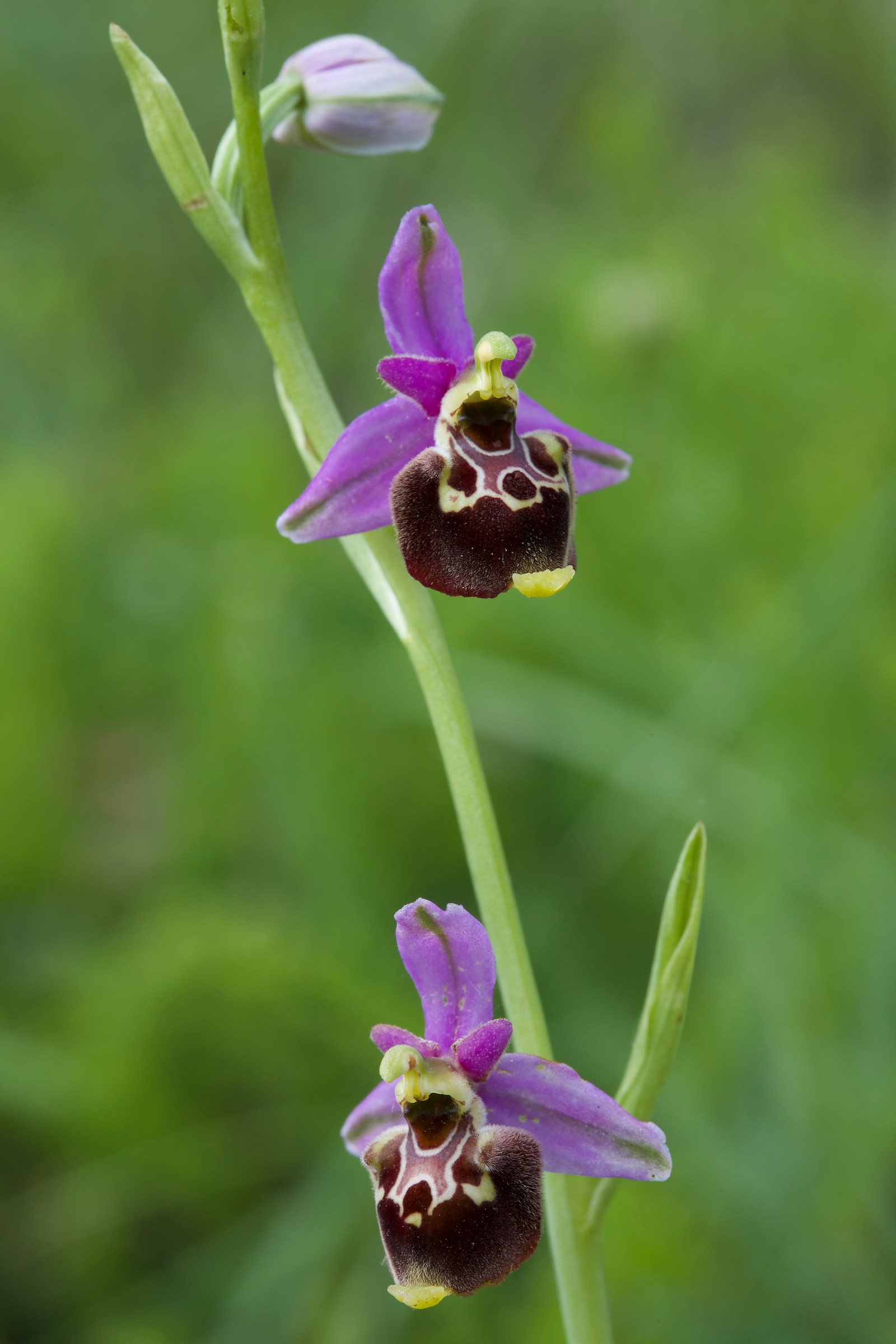 Ophrys appennina (Perletto)