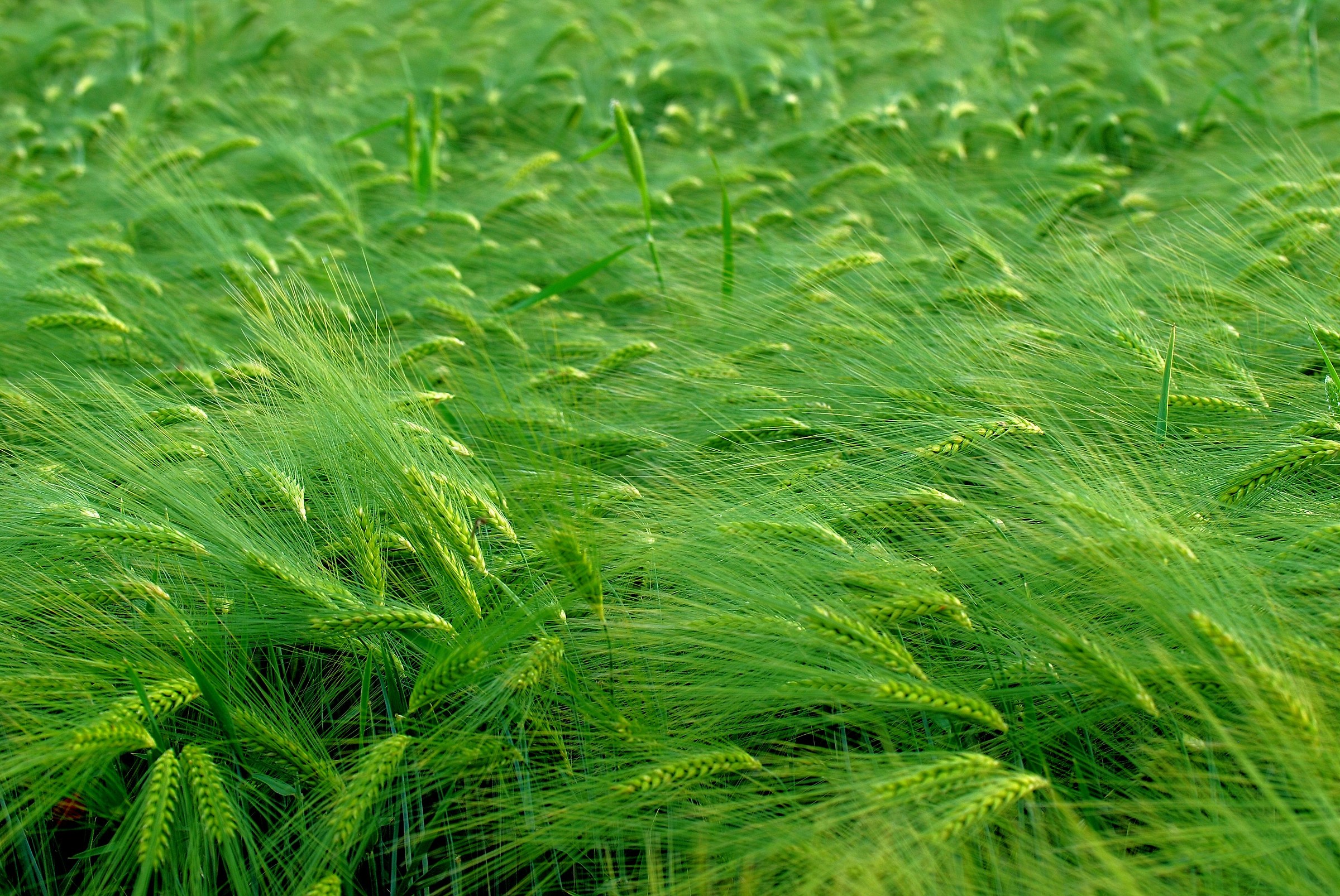 Delfini nel Verde Mare