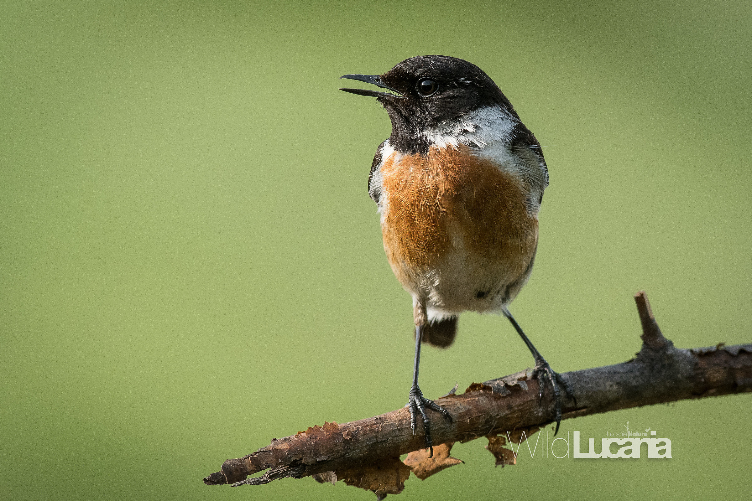 Stonechat