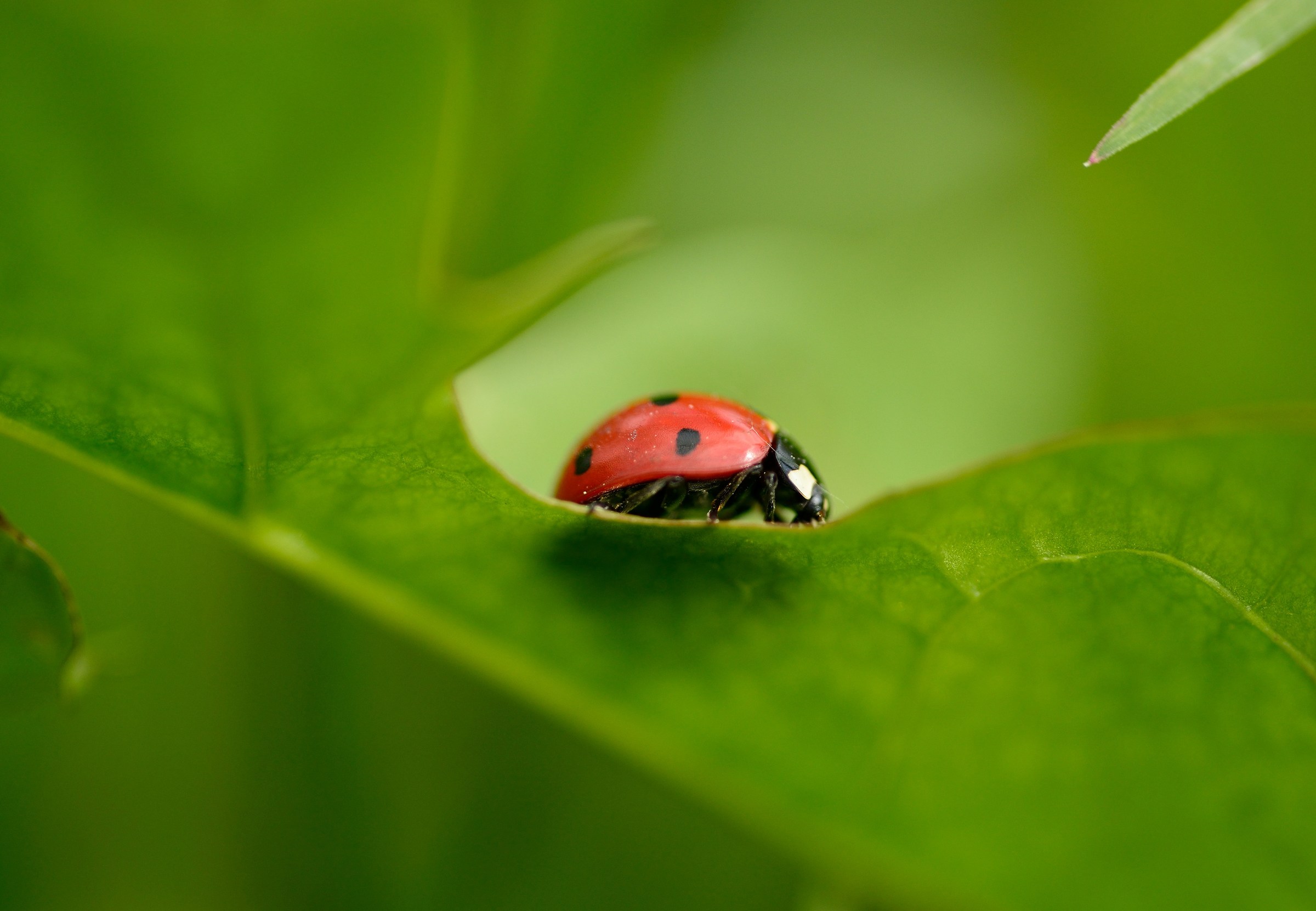 Red bug on green