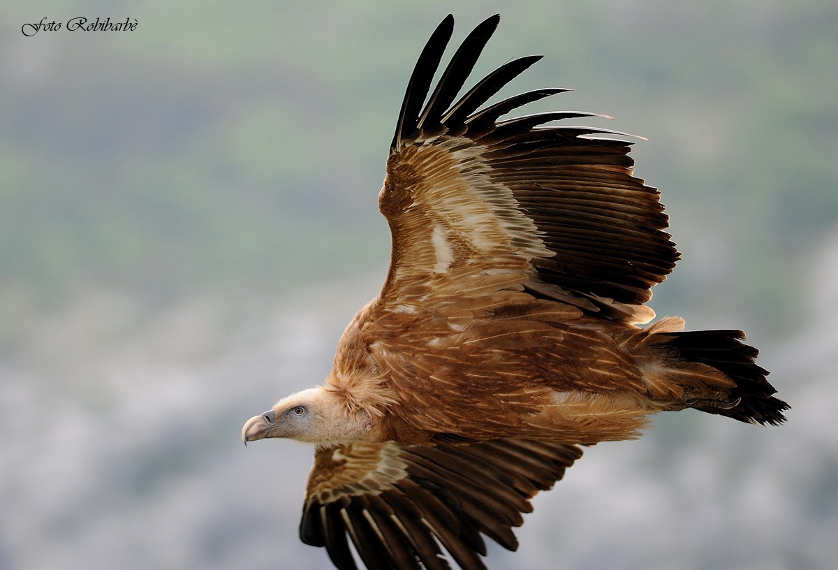 Grifone - per un battito.......