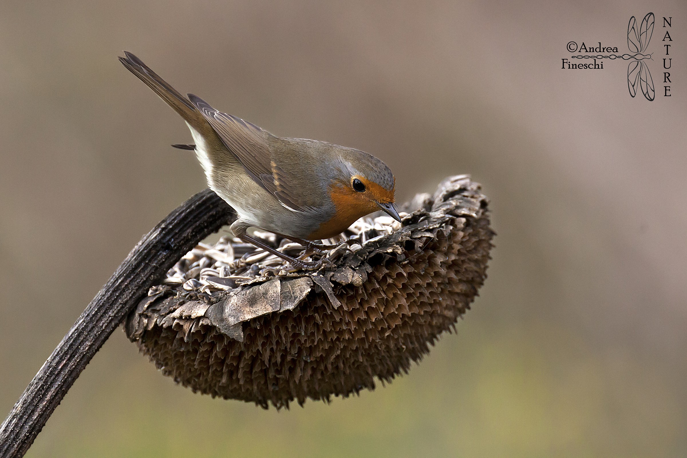 Pettirosso su girasole
